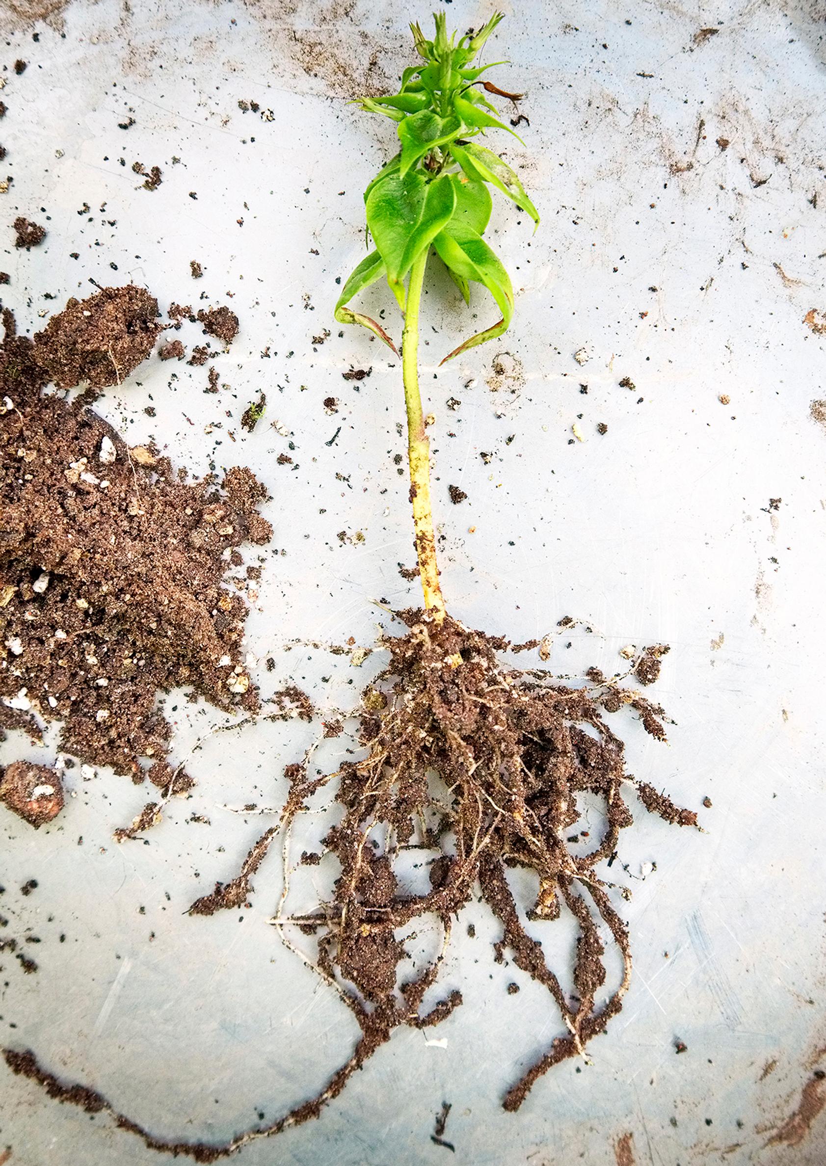 Propagating perennials from cuttings