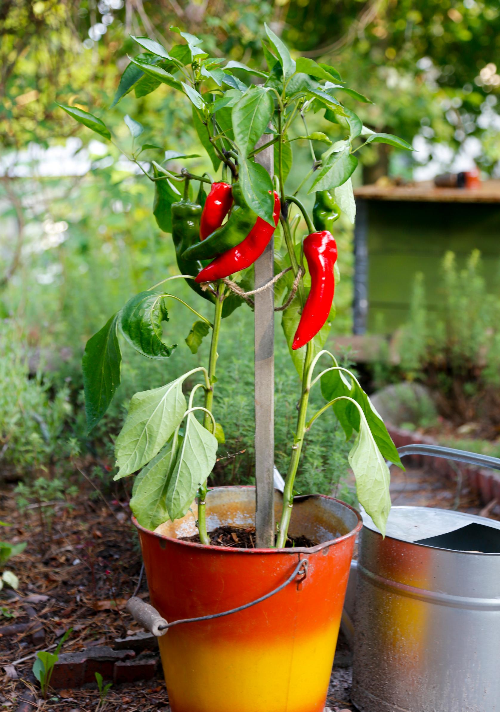 Growing peppers in a pot