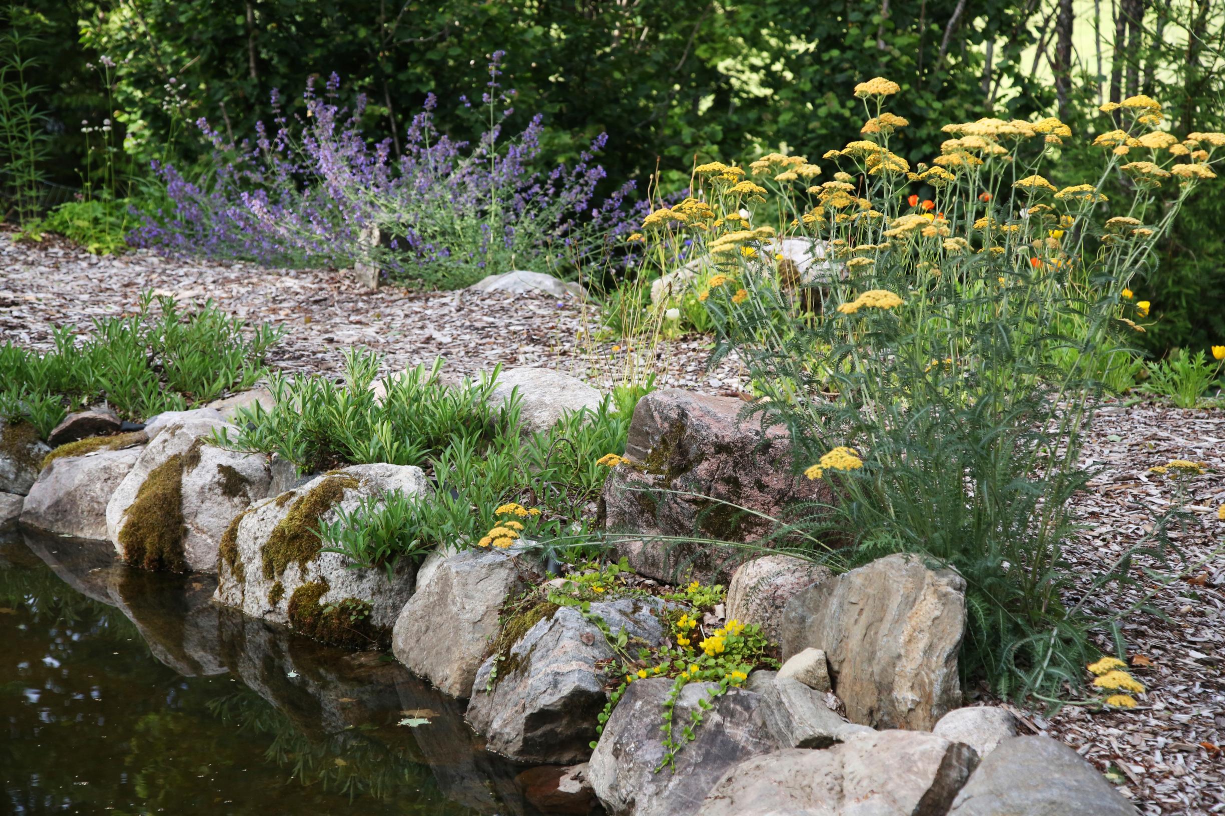 a natural swimming pond