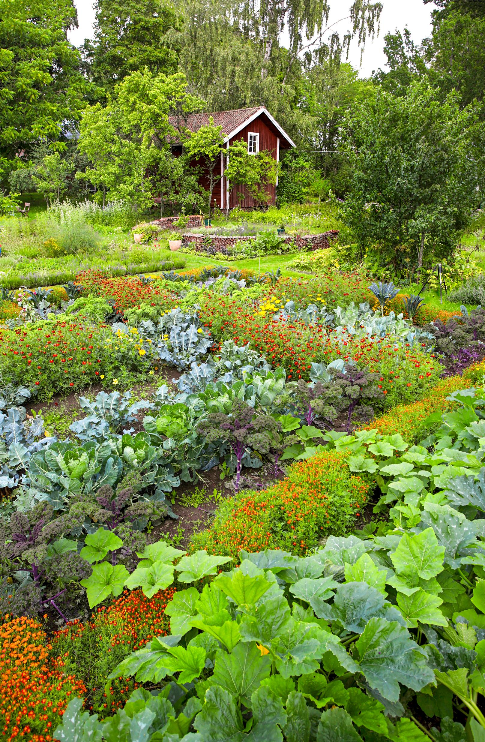 kitchen garden at the cottage: a blooming vegetable patch