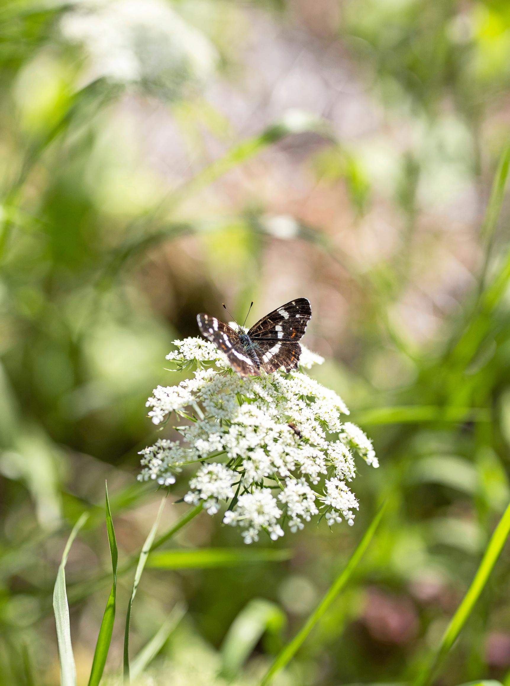 A wide range of vegetation attracts insects.