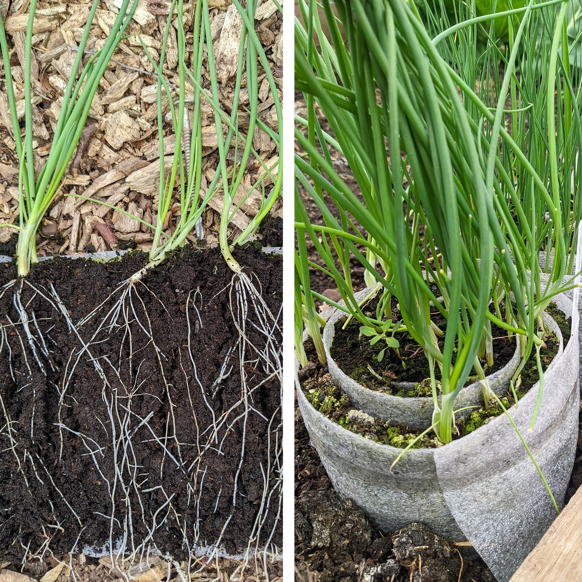 Seeds in a roll! Farida’s space-saving trick took social media by storm