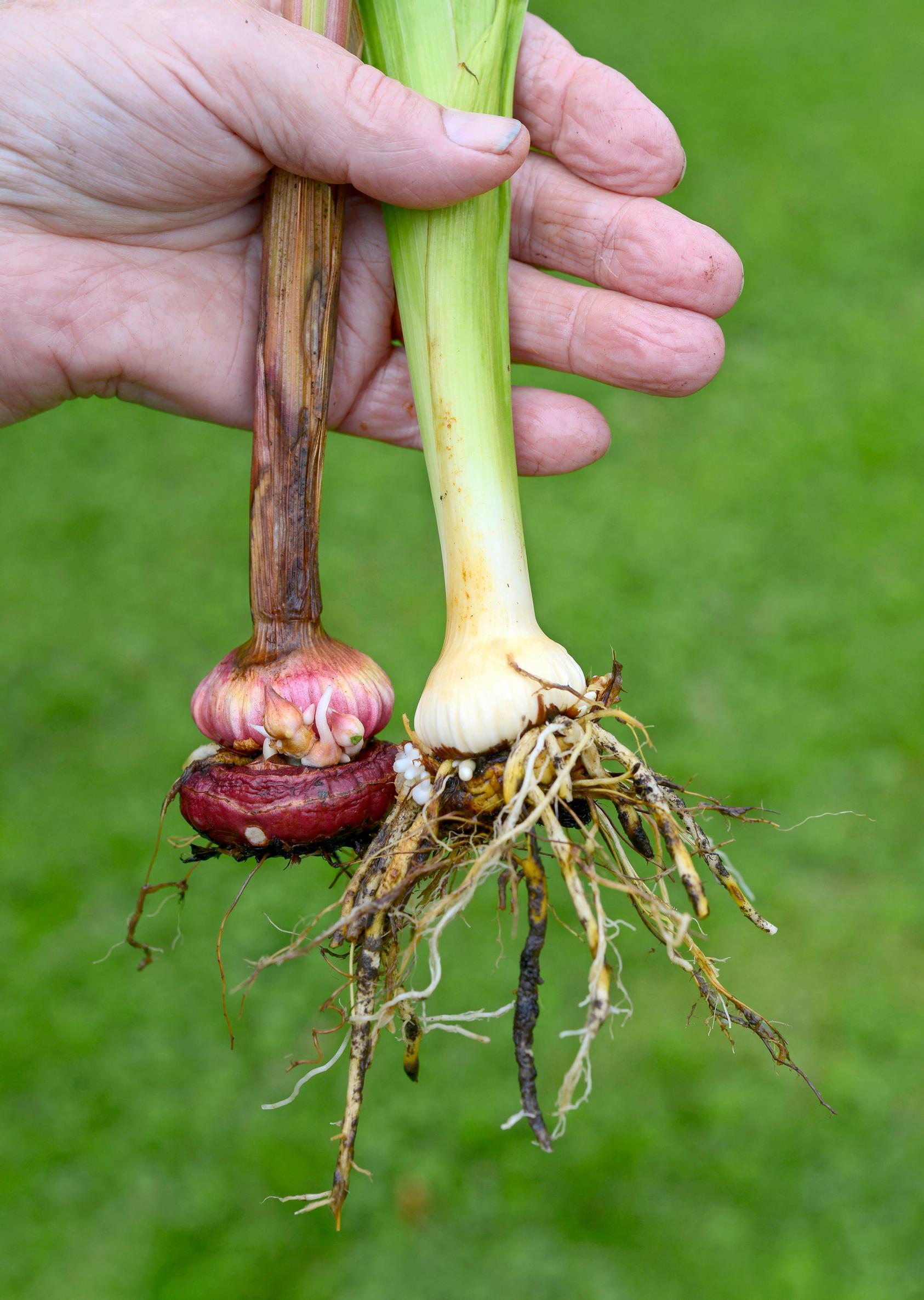 The corm that produced the flower shrinks as summer progresses.
