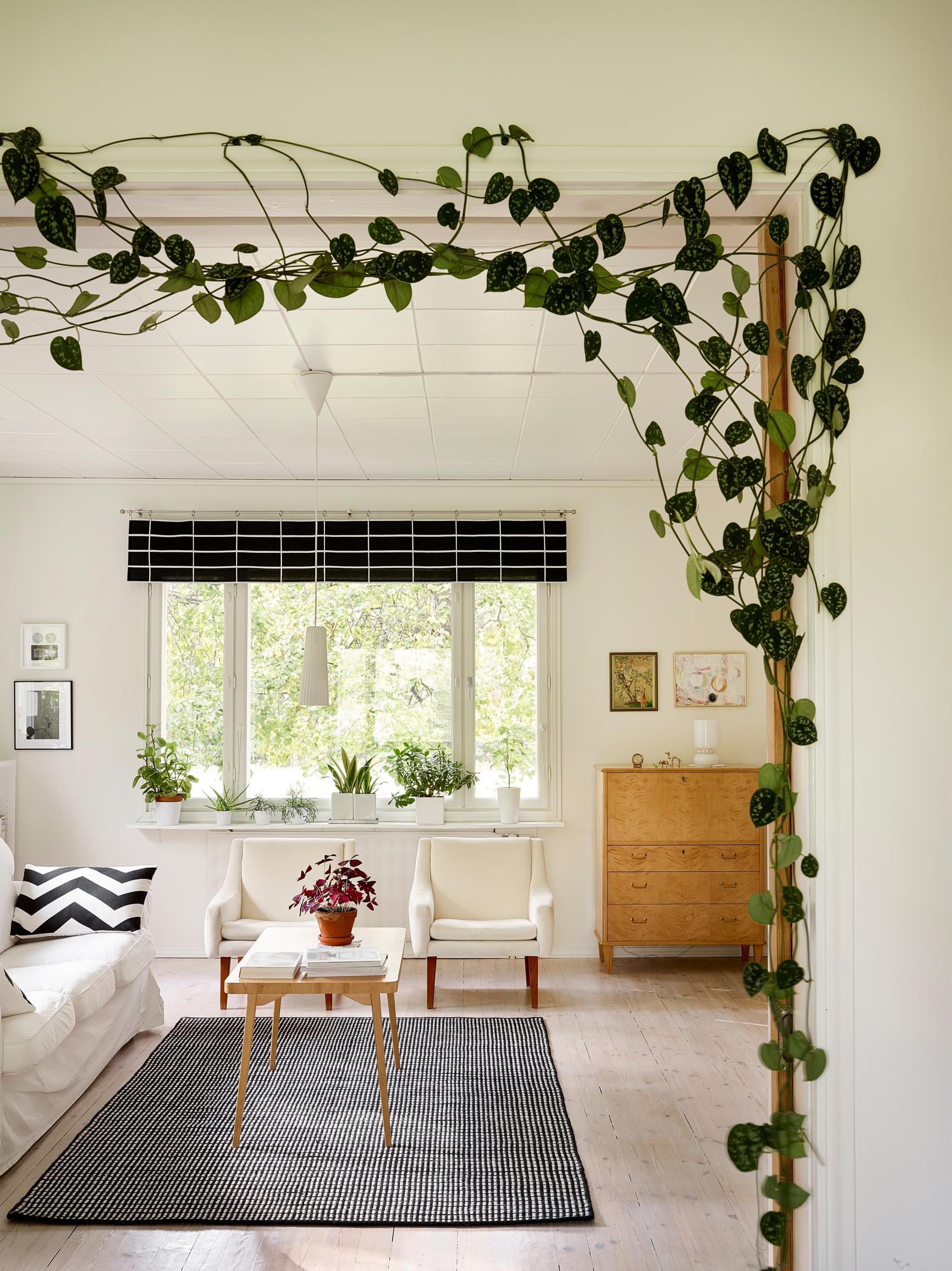 Arranging plants indoors: silver vine in a doorway