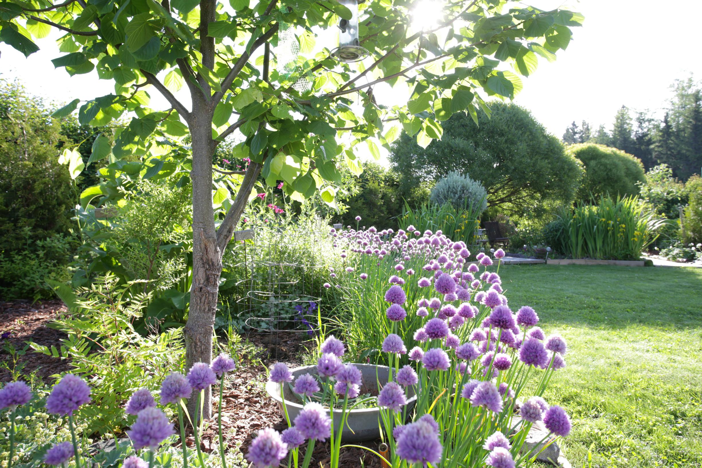 chives.