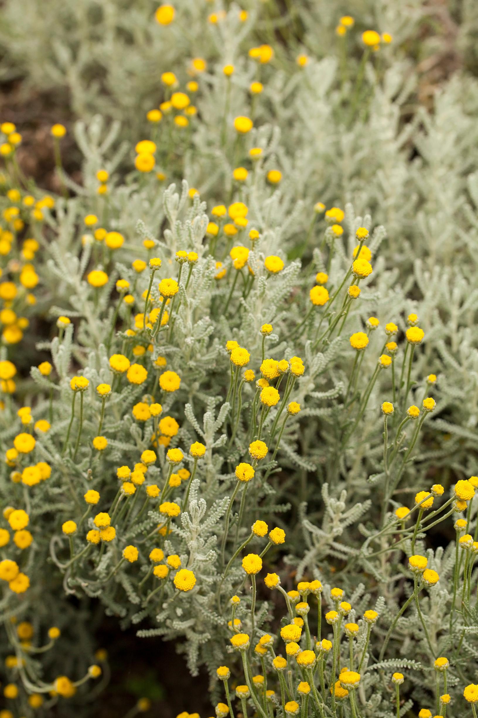 Drought resistant flowers: cushion bush, santolina chamaecyparissus