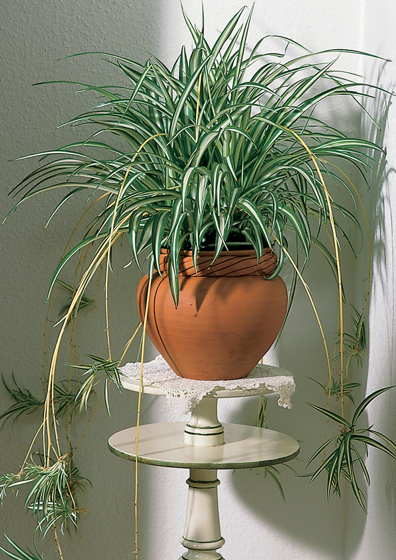 How to care for a spider plant: ‘Vittatum’