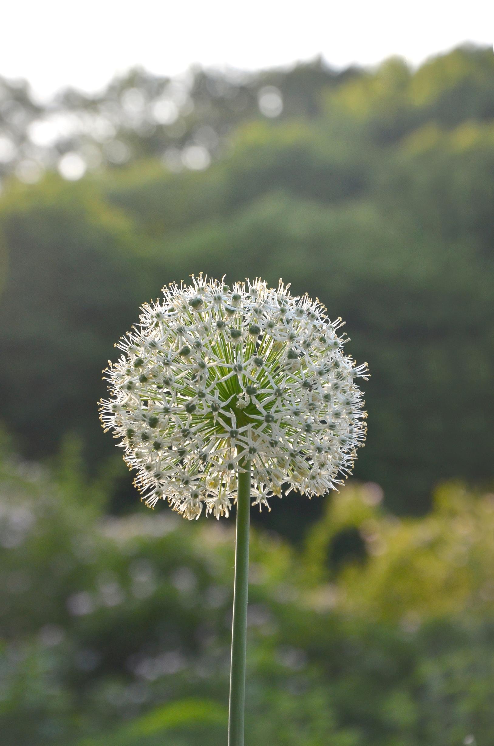 Black garlic, Allium nigrum