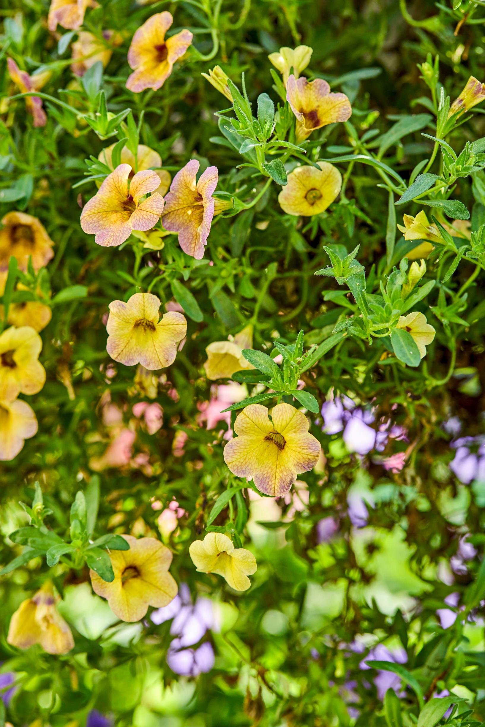 summer-flower hanging baskets: small petunia