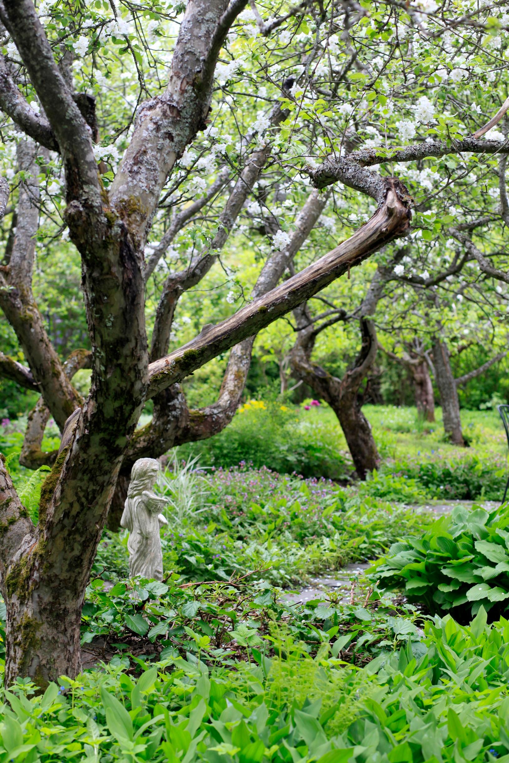 Old apple trees are pruned gently.