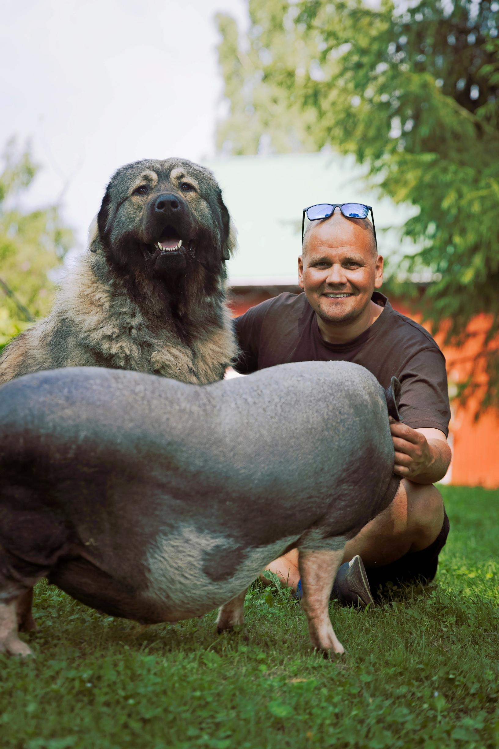 man, dog, and mini pig on the lawn