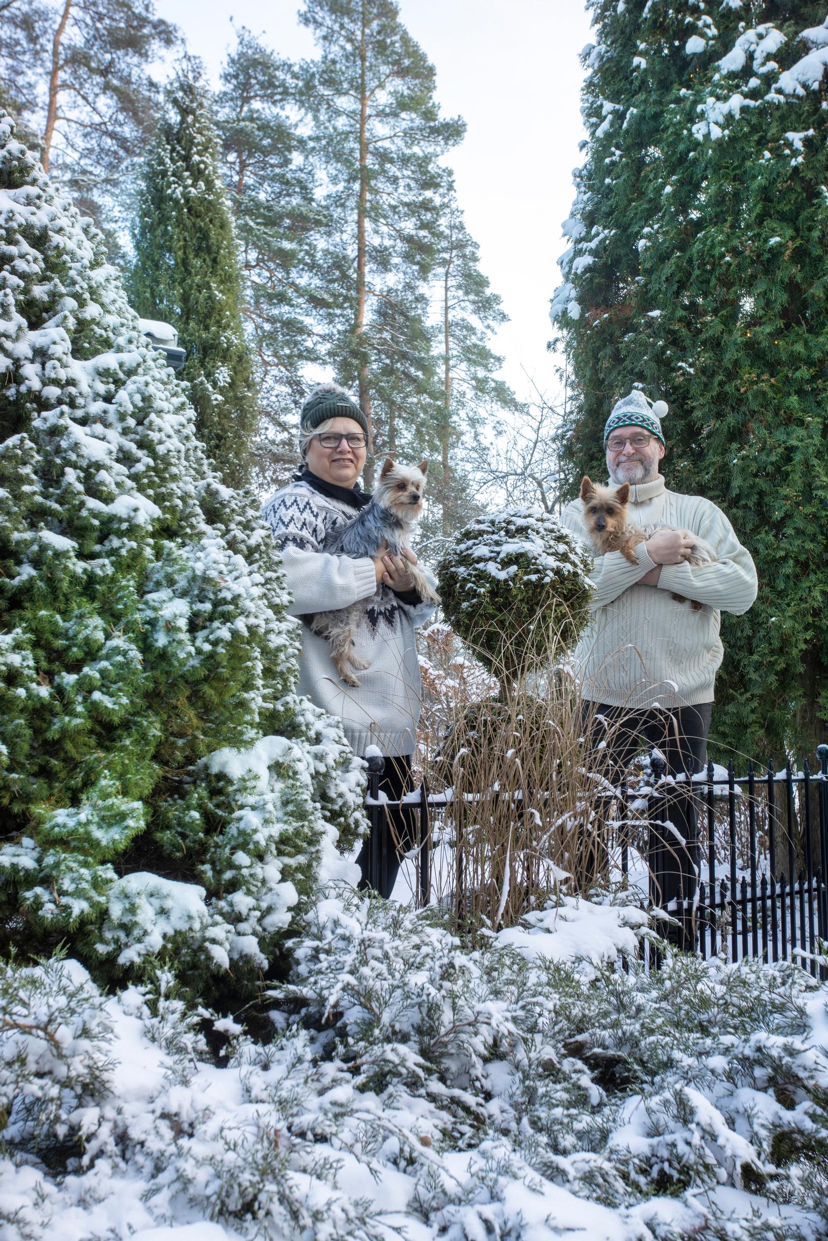 The fully grown conifers form the foundation of the Rihus’ garden.