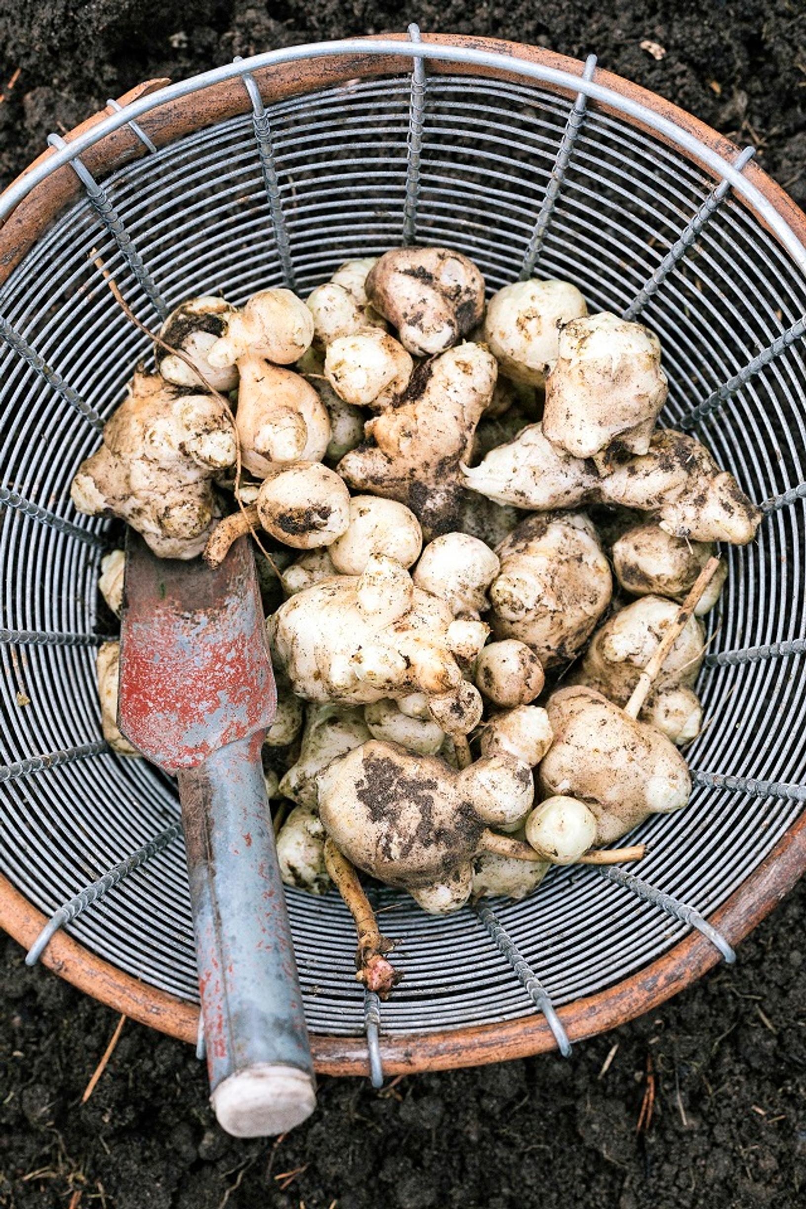 Jerusalem artichoke tubers lifted from the soil