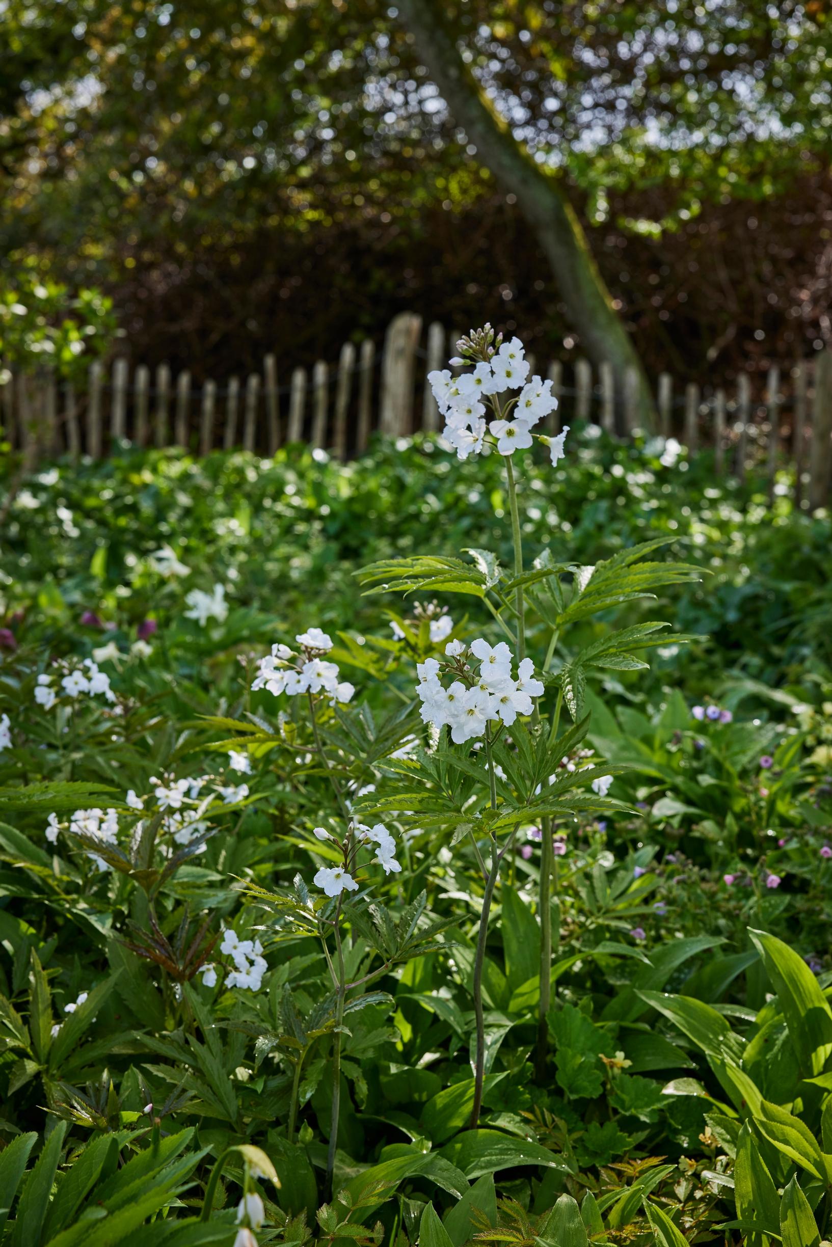 Jacqueline van der Kloet’s garden