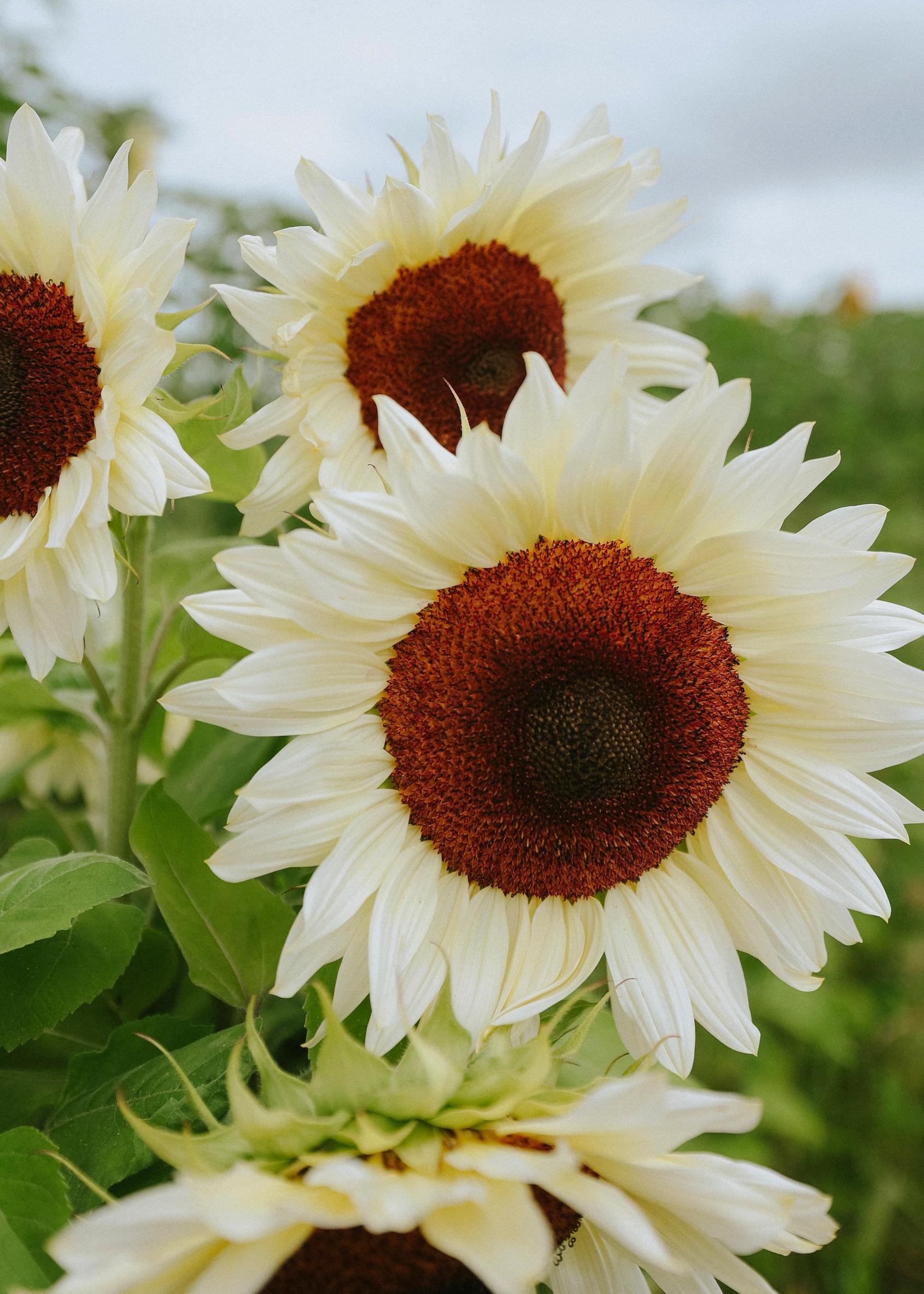 Sunflower ’Procut White Nite’