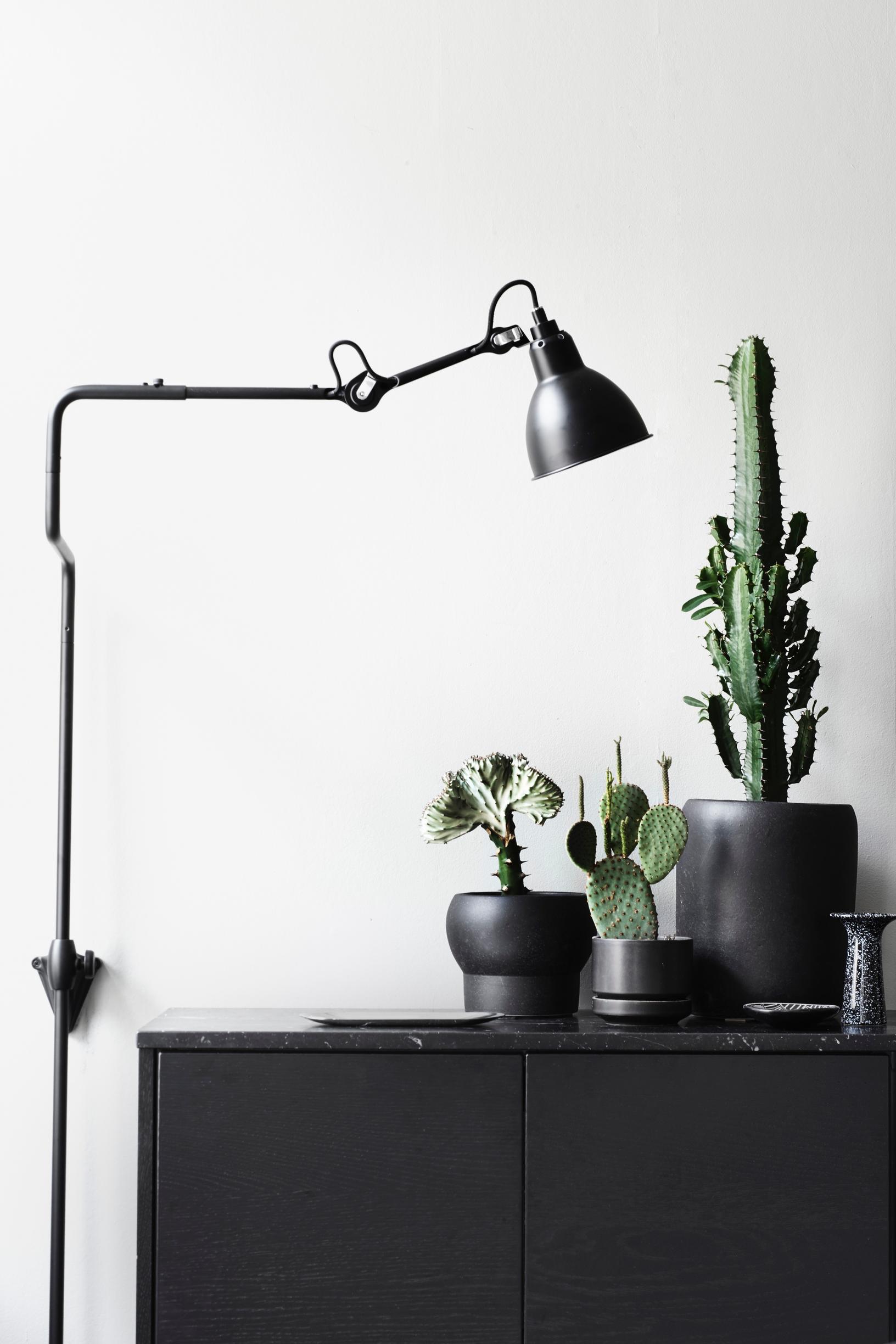 Spurges: from trendy houseplants to old classics—discover different varieties and how to care for them