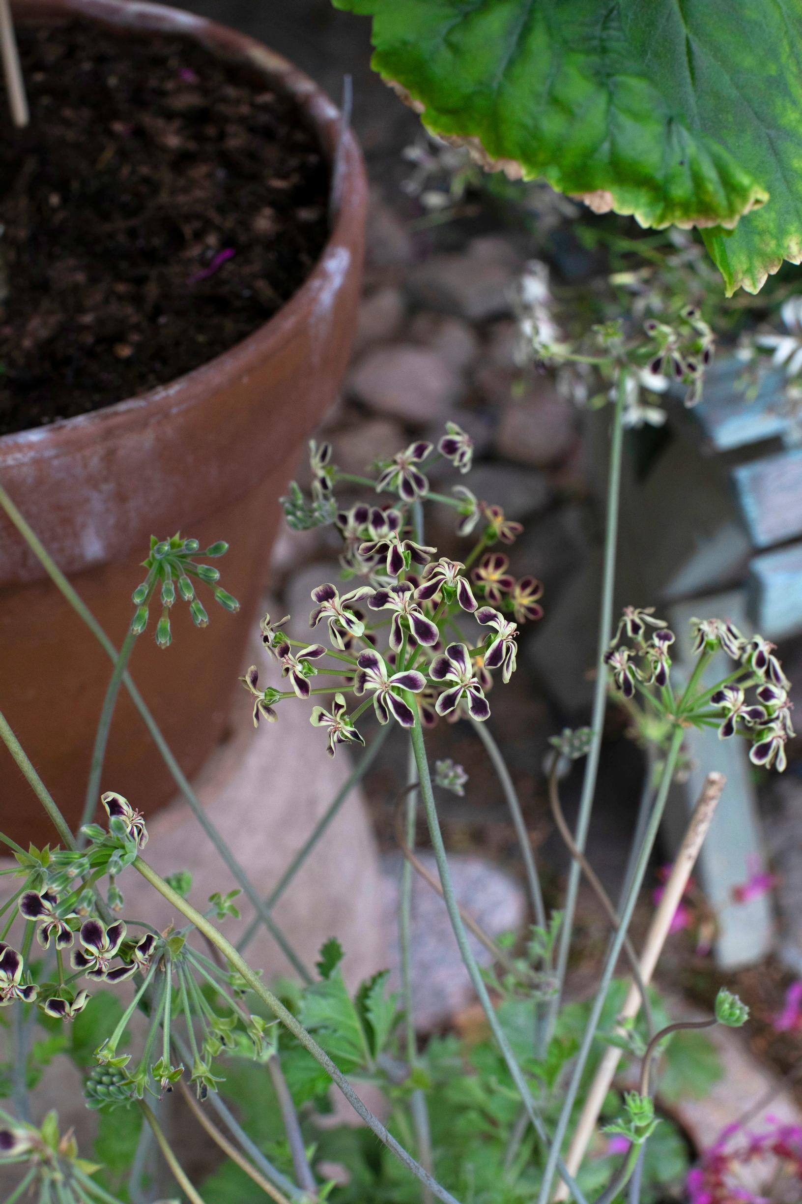 Pelargonium collection: Pelargonium vespertirum.