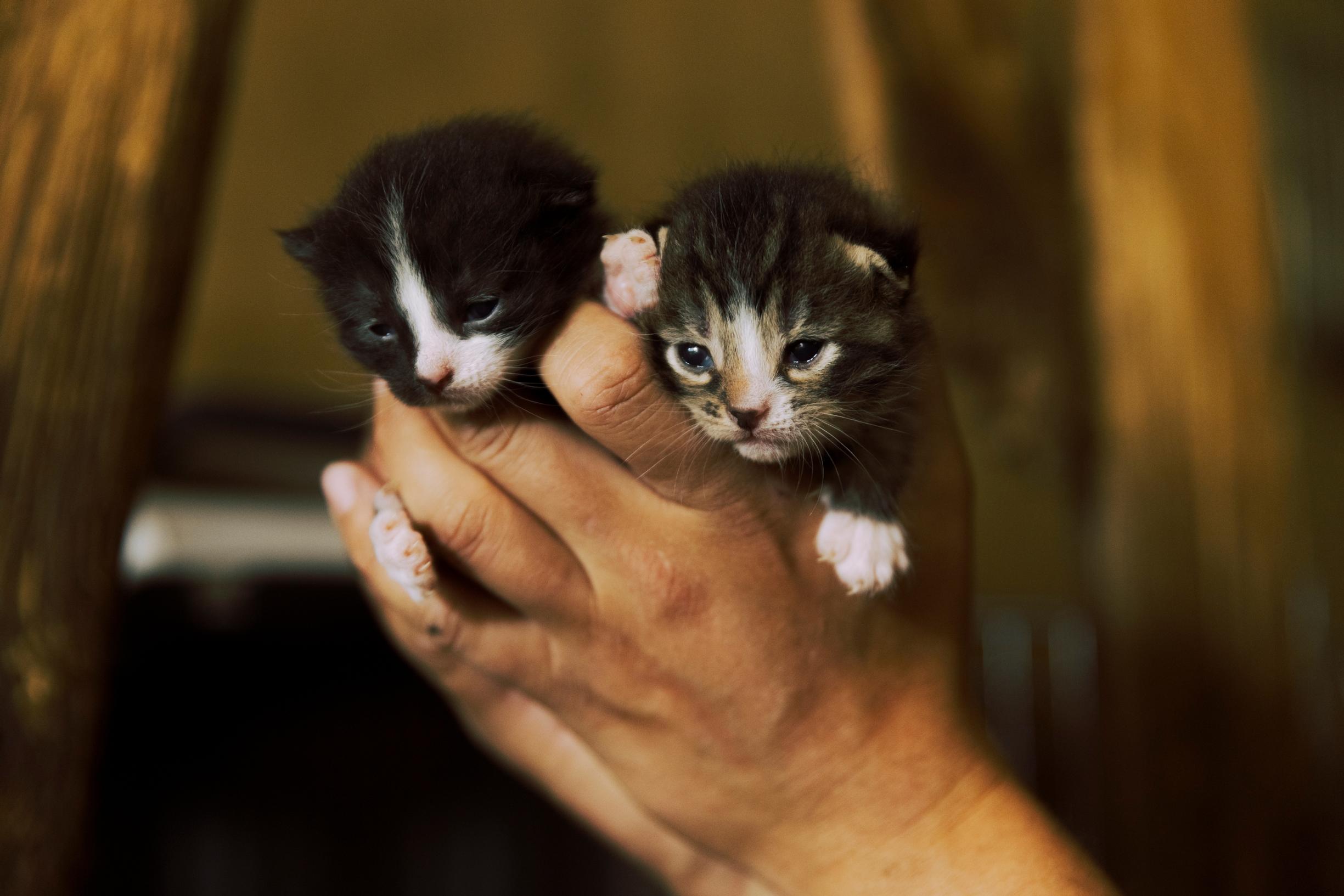 two small kittens in the palm of a hand