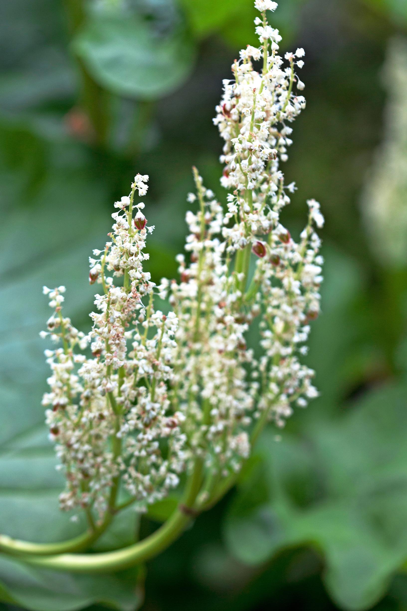 Rhubarb flowers