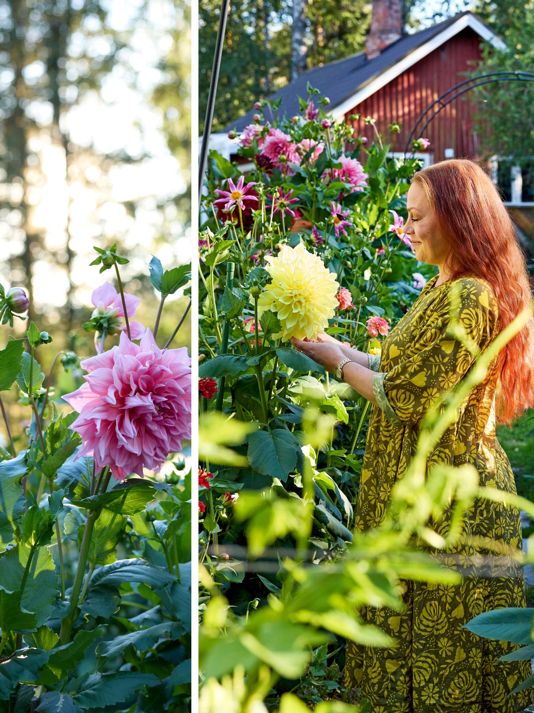Where even the lawn blooms: “I could gaze at these plants forever”