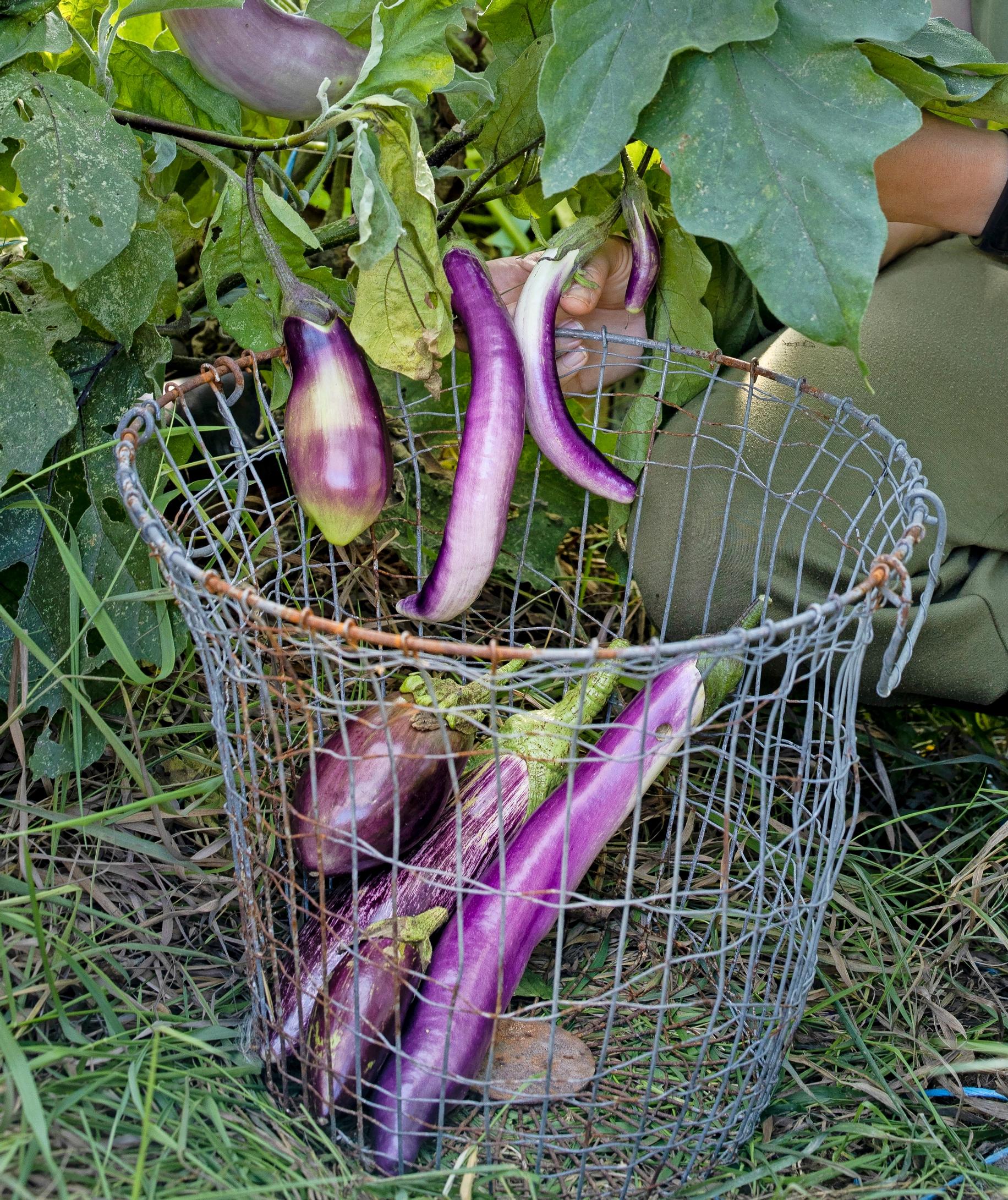 Eggplants in a basket