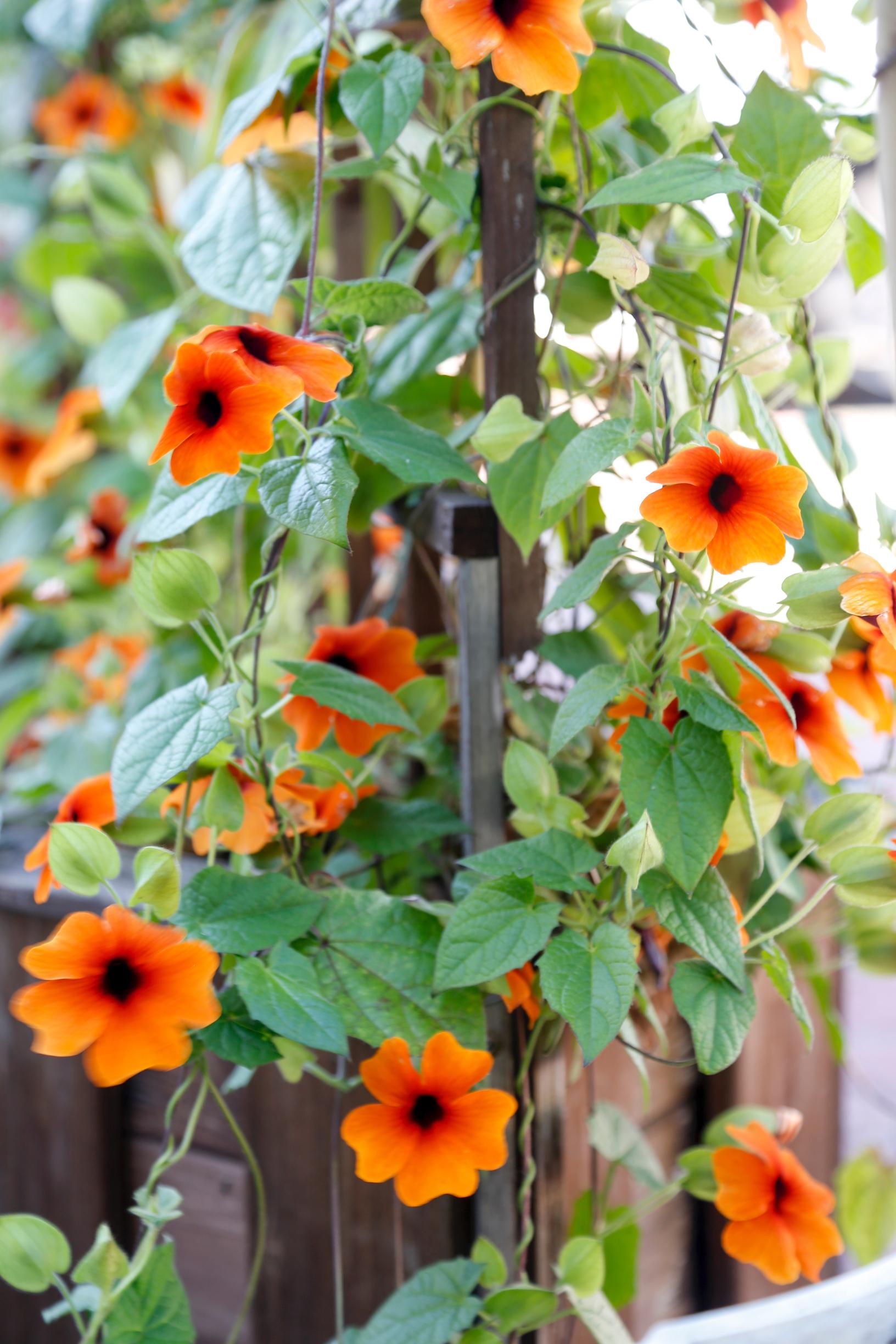 hanging basket flowers: black-eyed Susan vine