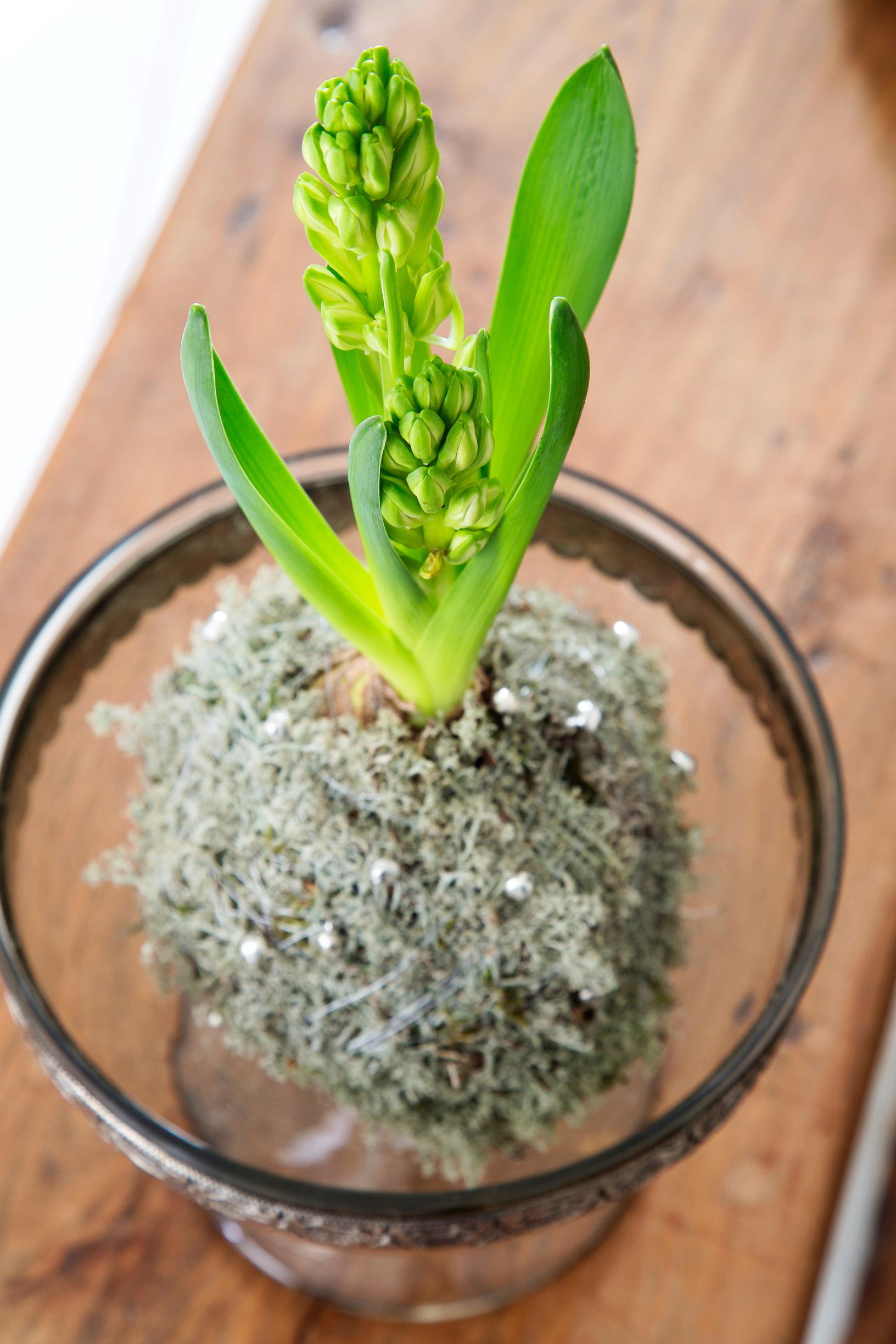 hyacinth in a clear glass pot