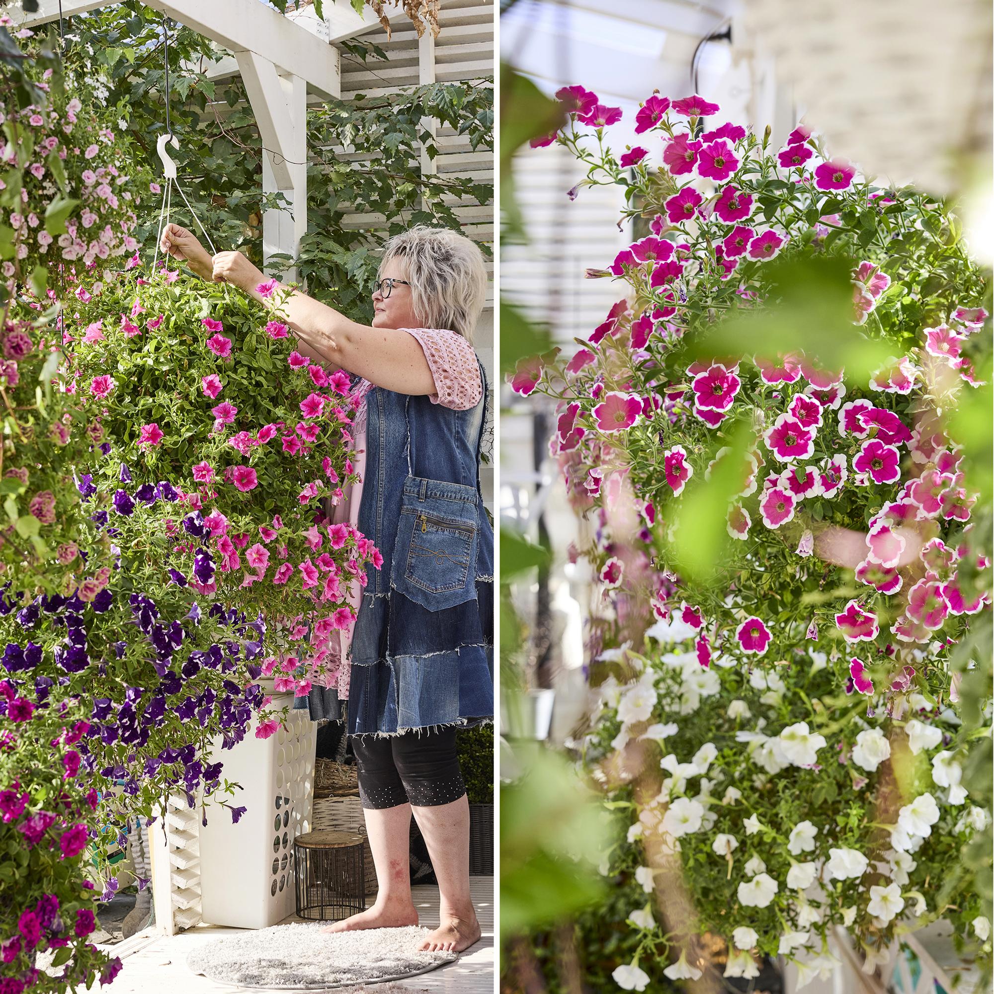 The flower whisperer’s incredible hanging baskets: How Maarit grows lush summer spheres