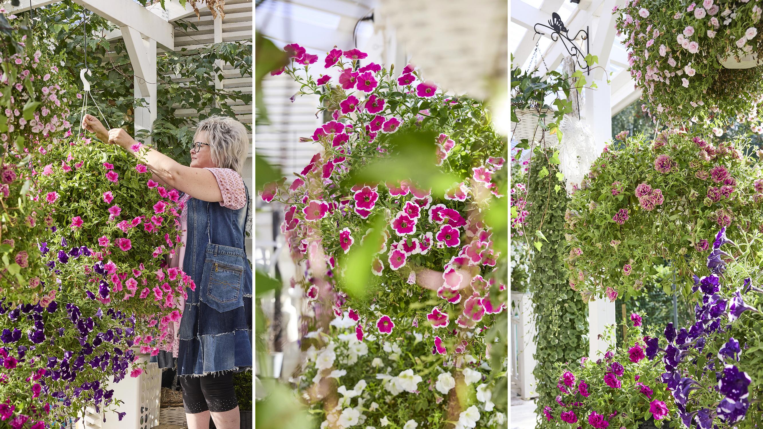The flower whisperer’s incredible hanging baskets: How Maarit grows lush summer spheres