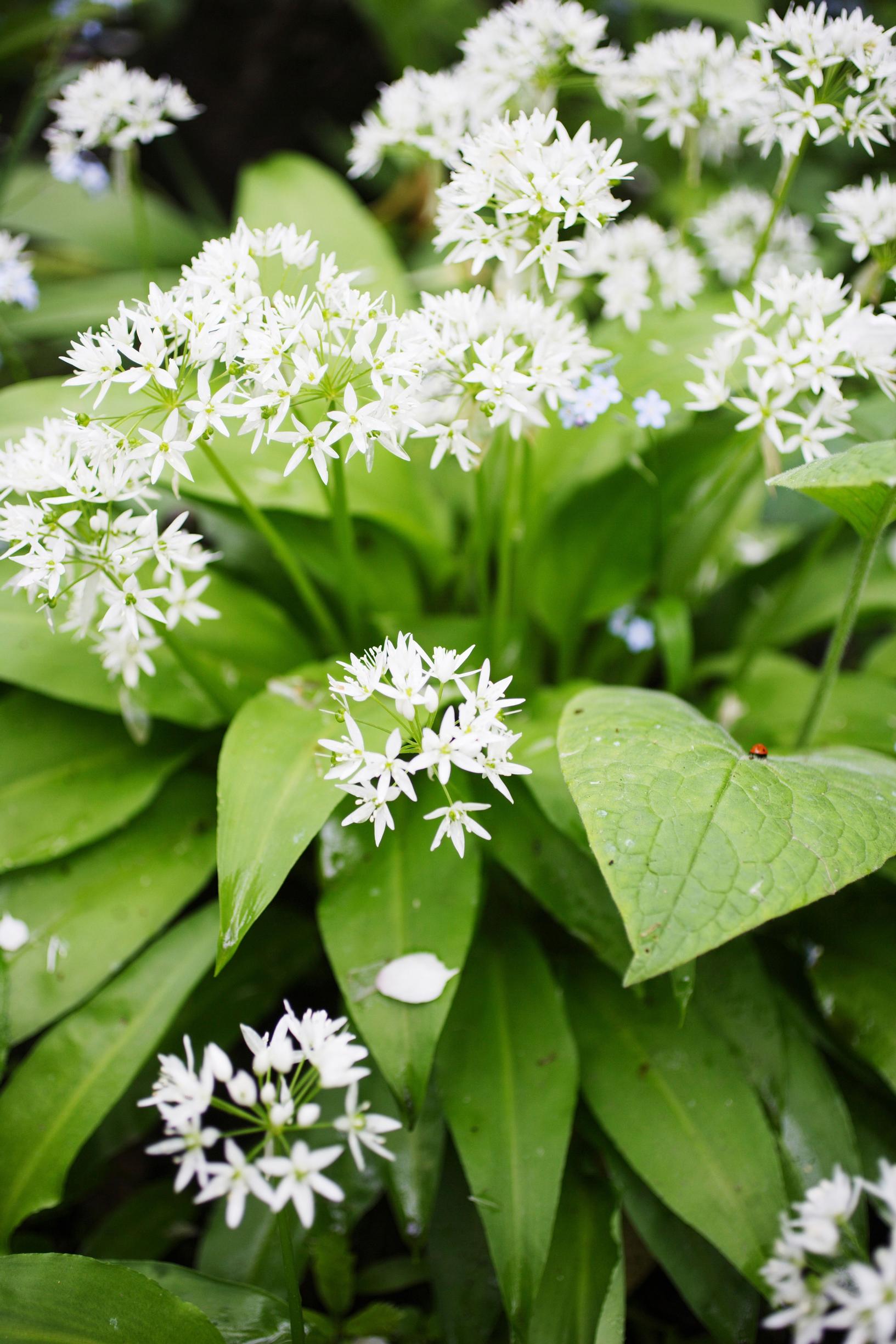 ramson