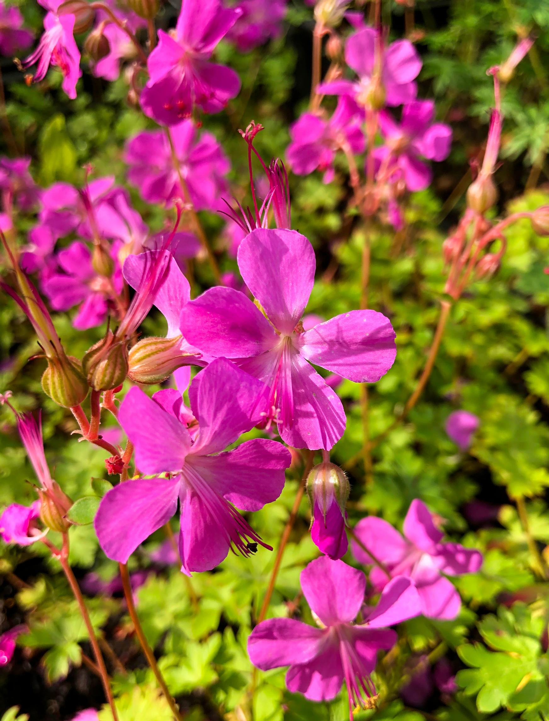 Cambridge geranium ’Crystal Rose’