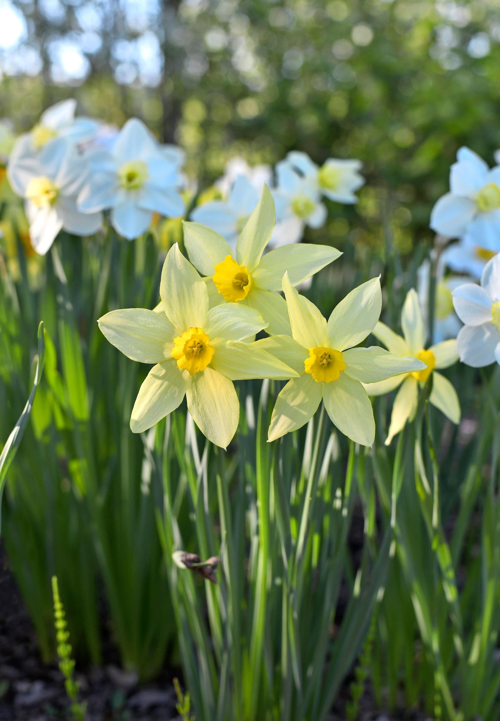 ‘Sulphur Star’ daffodil