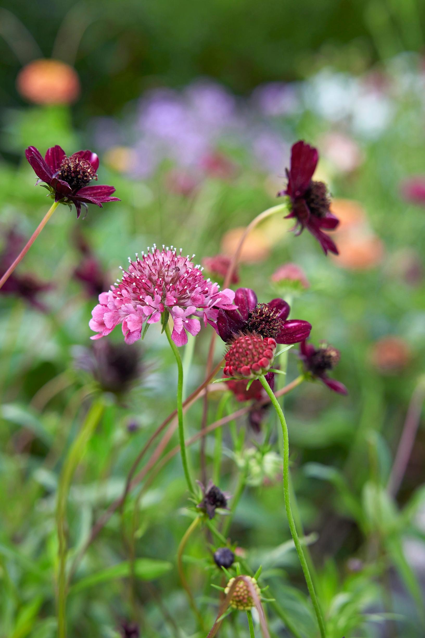 Chocolate cosmos grows in the yard every summer. Alongside it, scabiosa ‘Fire King’ blooms.