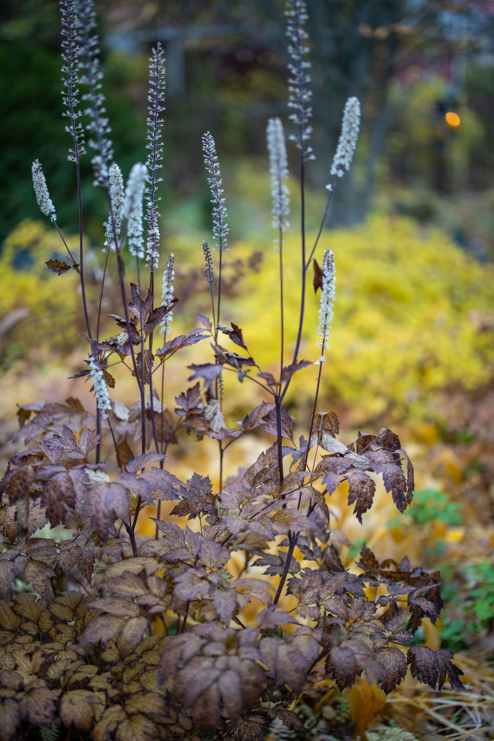 Baneberry ‘Brunette’