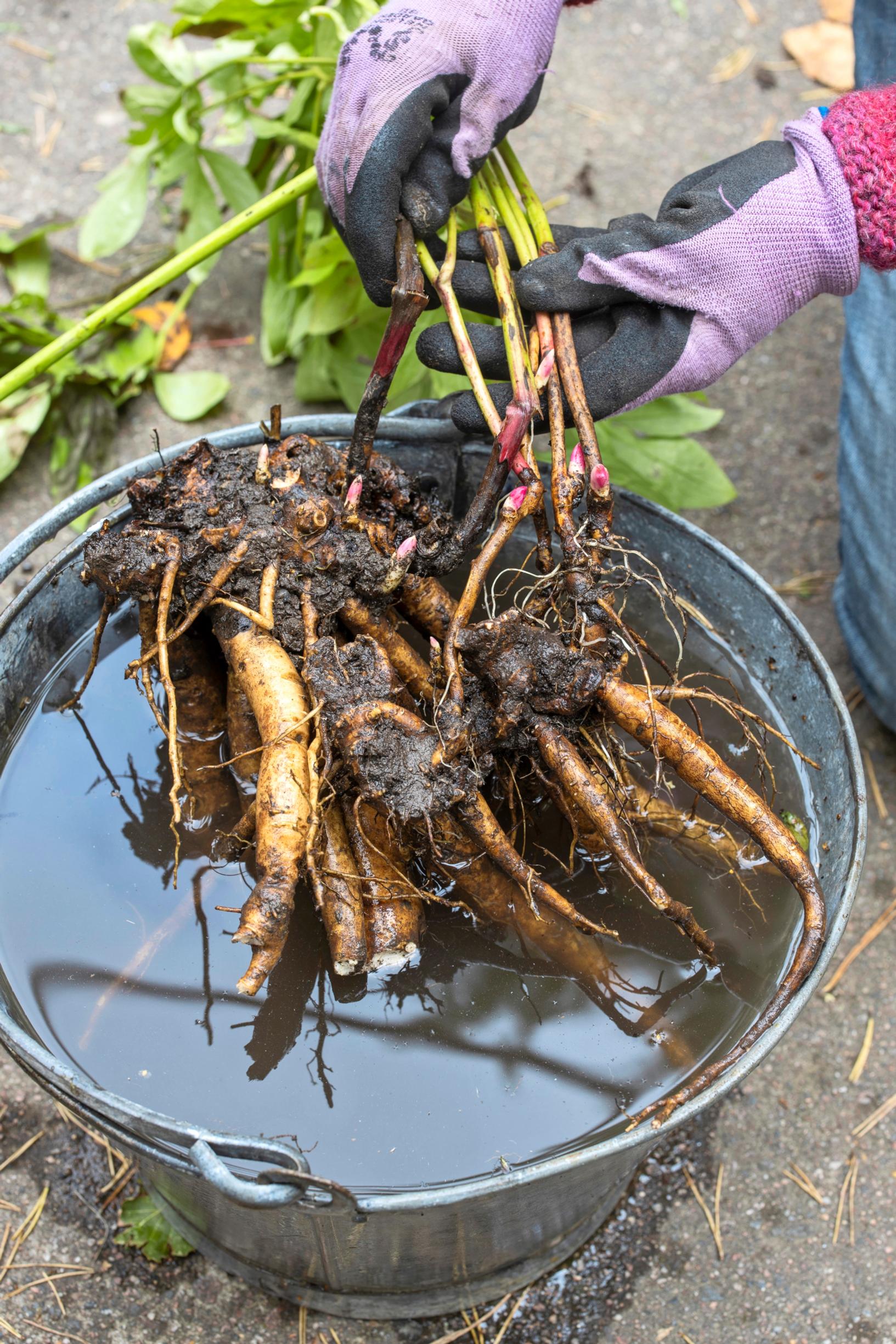 How to divide a peony: chinese peony rootstock.