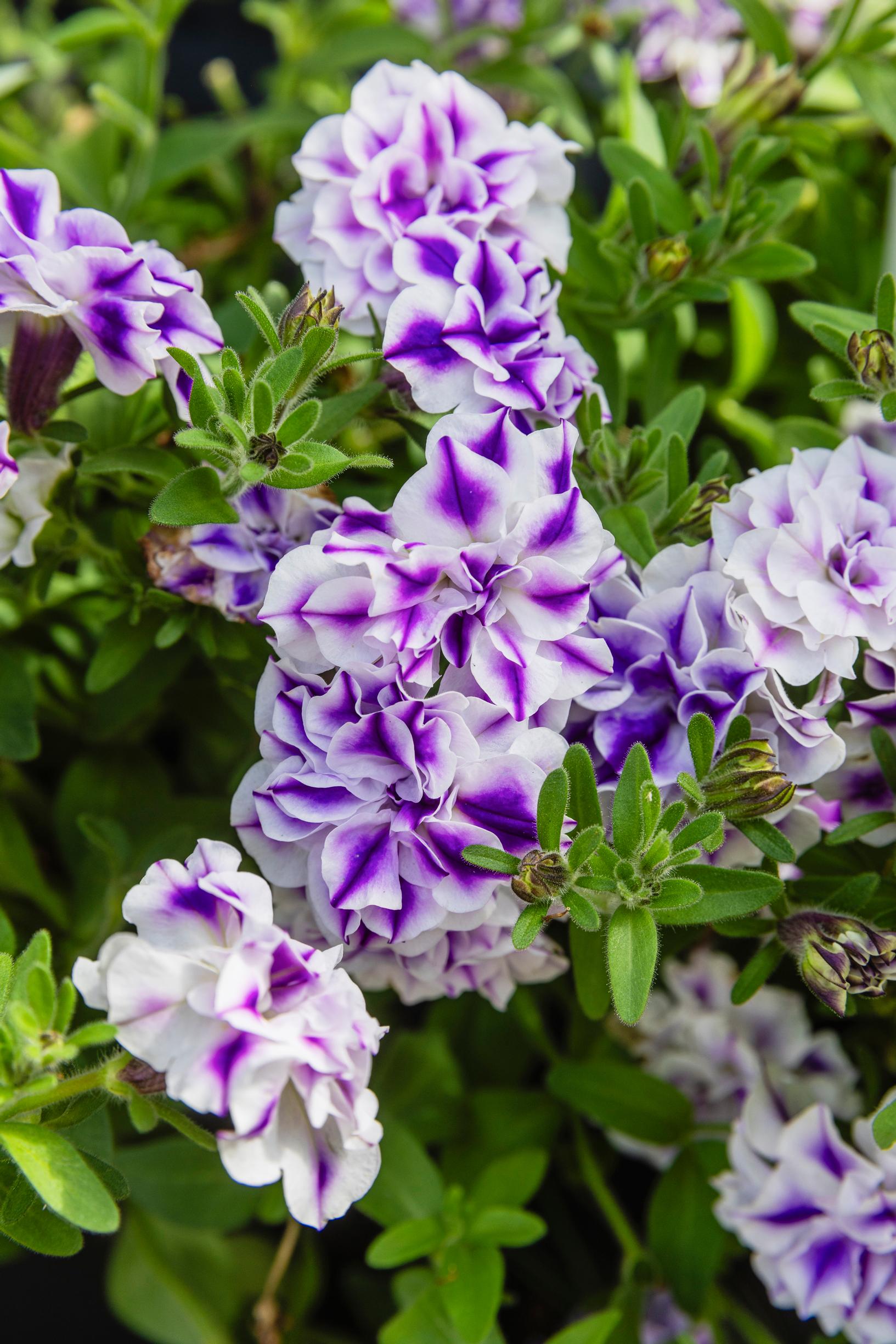 Two-toned, dense-blooming petunia