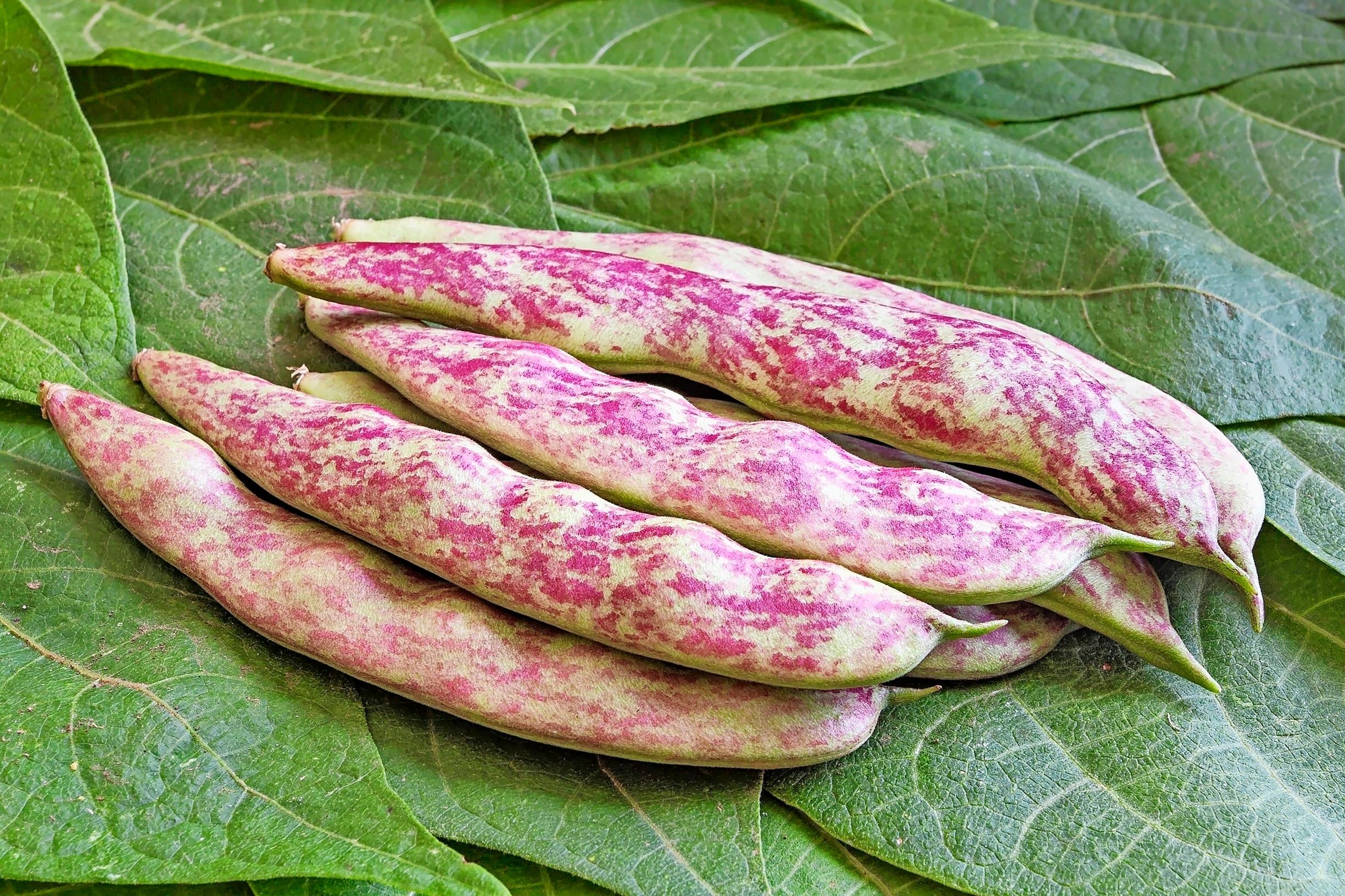 Bean varieties: bush bean ’Sanguigno’
