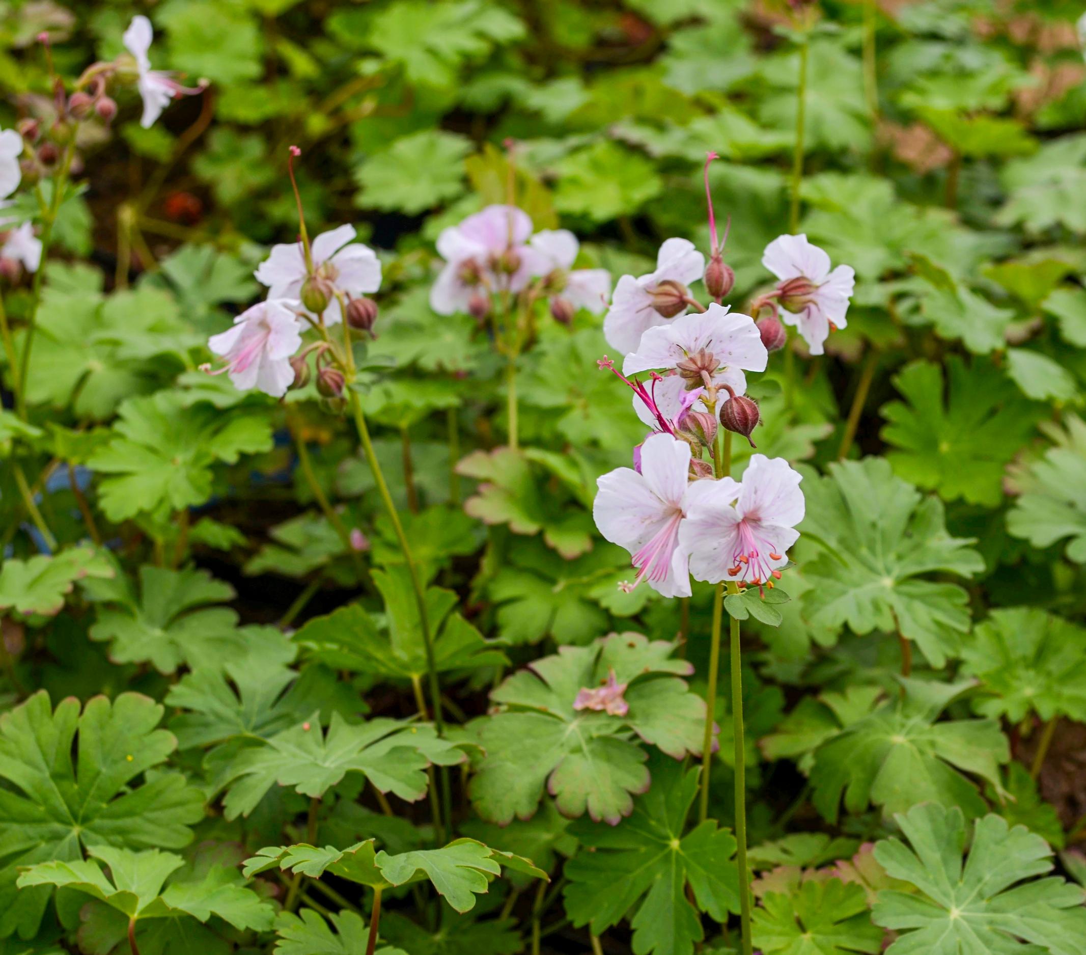 Bigroot geranium ’Ingwersen’s Variety’