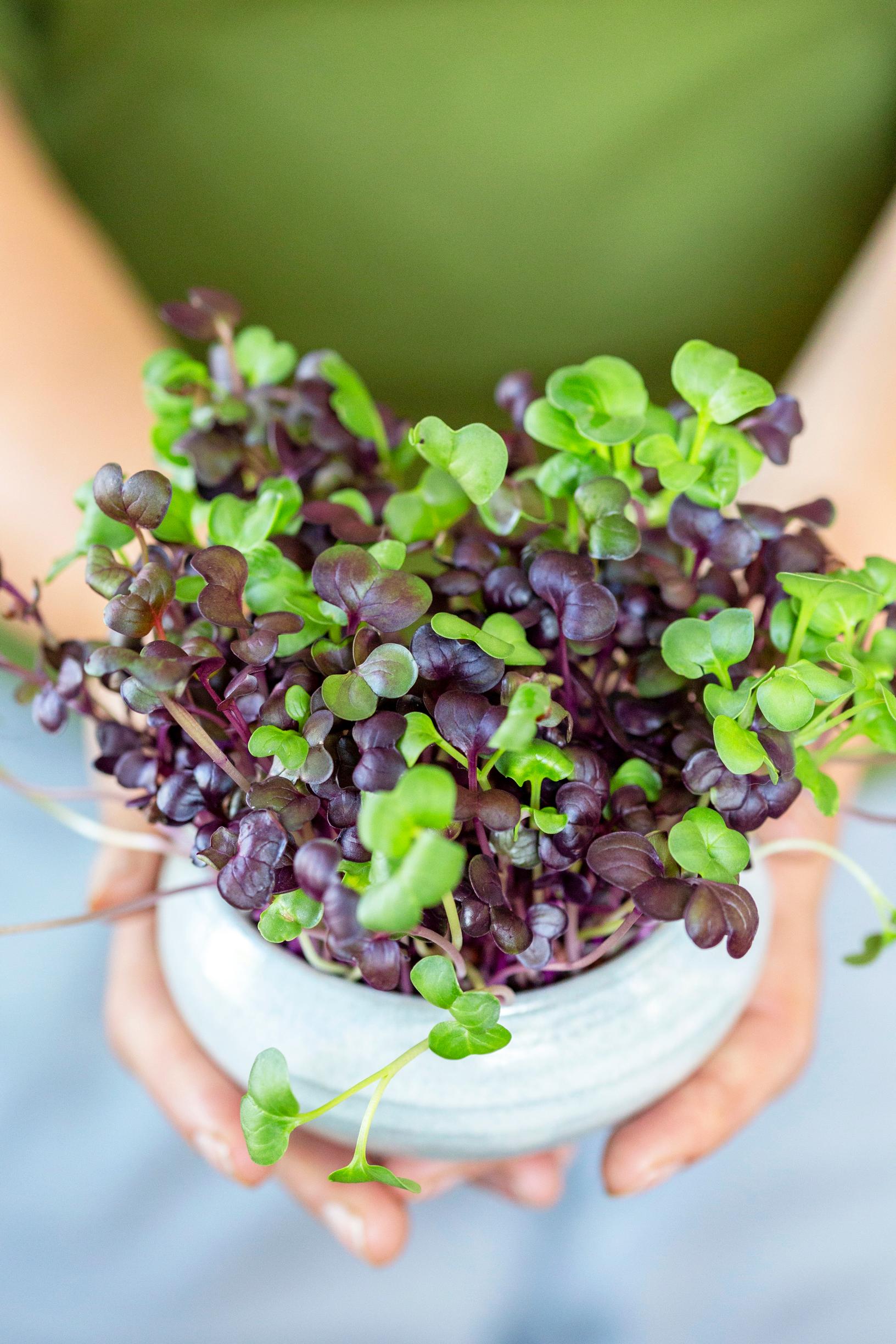 how to grow sprouts