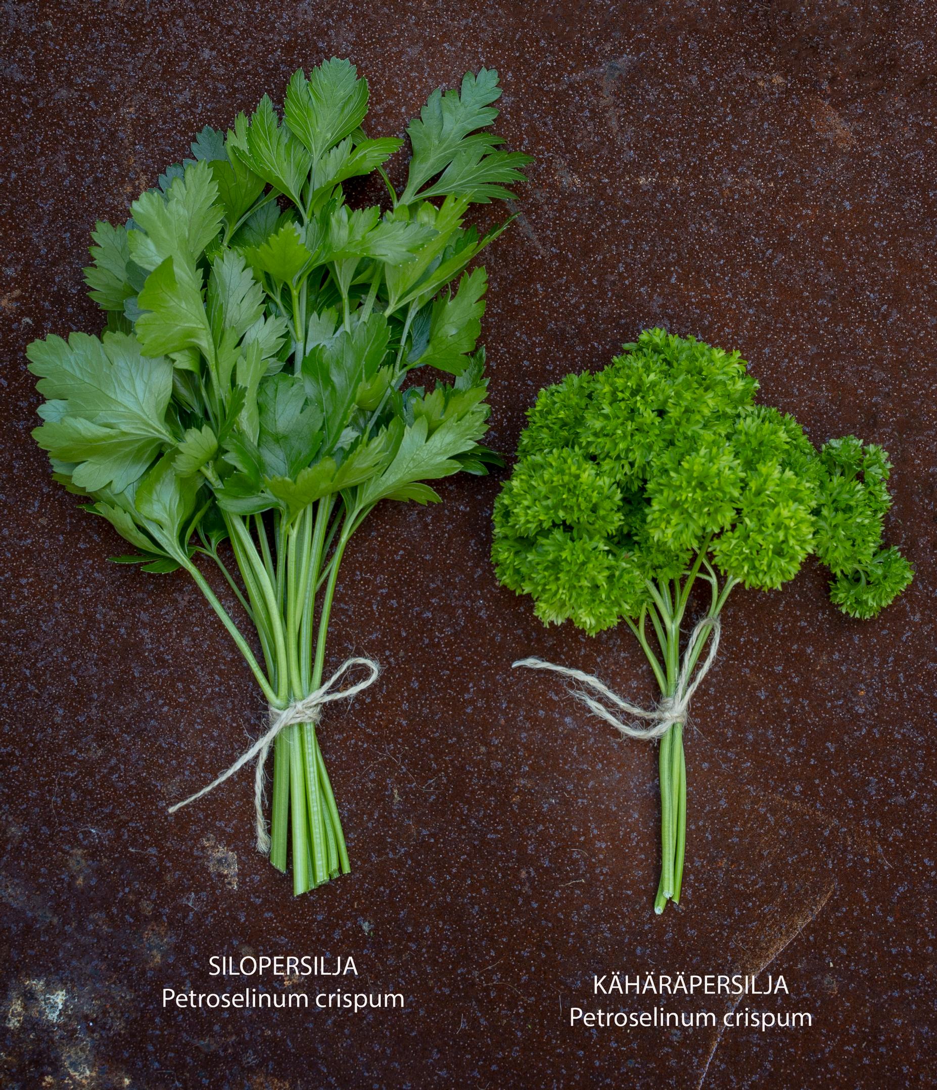 Flat-leaf parsley and curly parsley