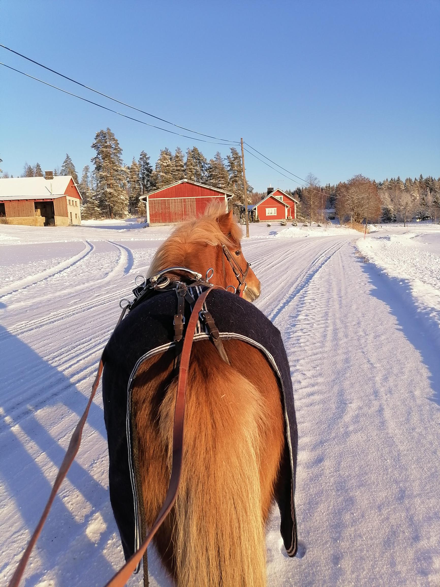 Ylläri the pony seen from behind in a snowy landscape