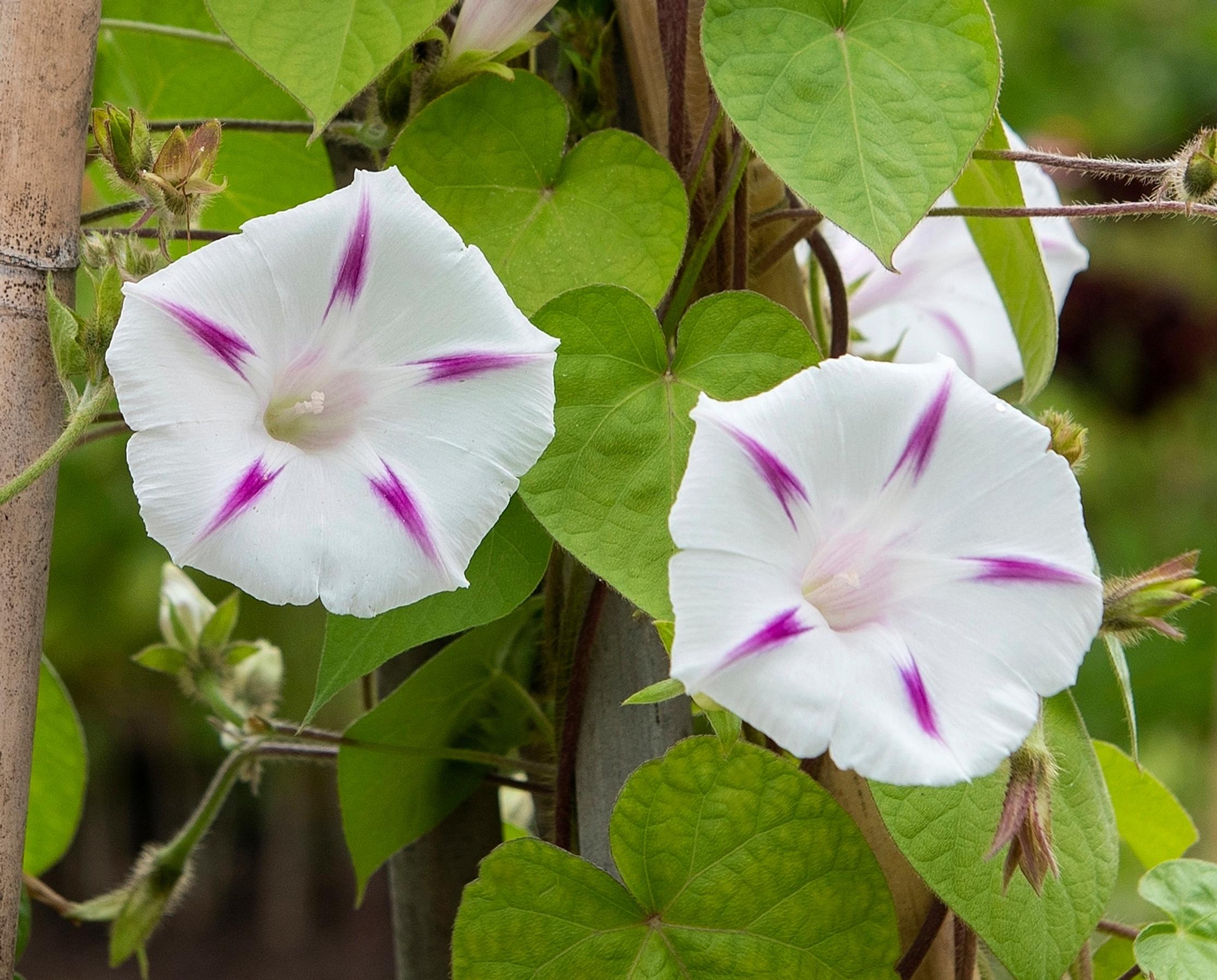 Common morning-glory ‘Seta’