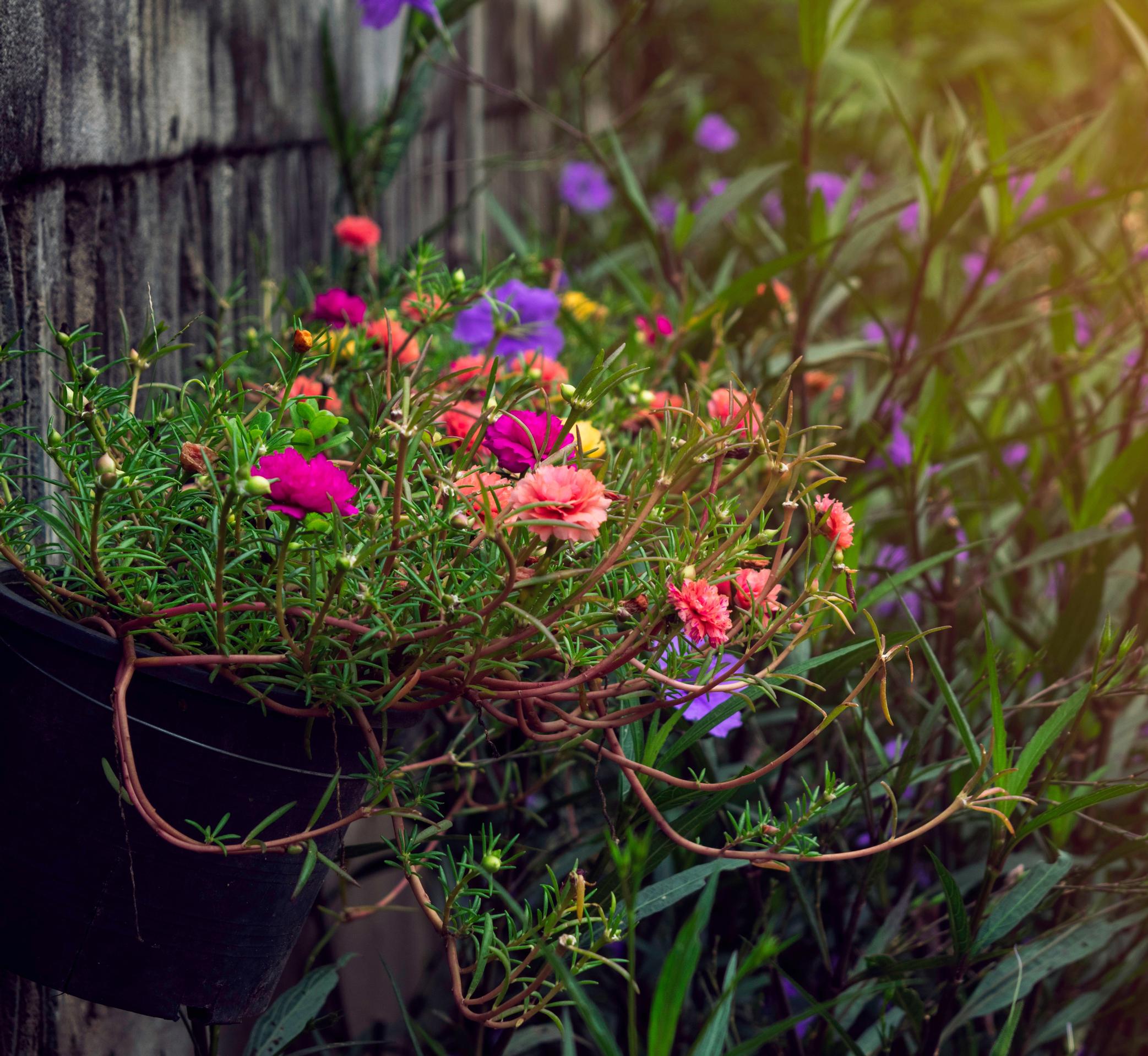 Drought resistant flowers: ornamental portulaca, portulaca grandiflora