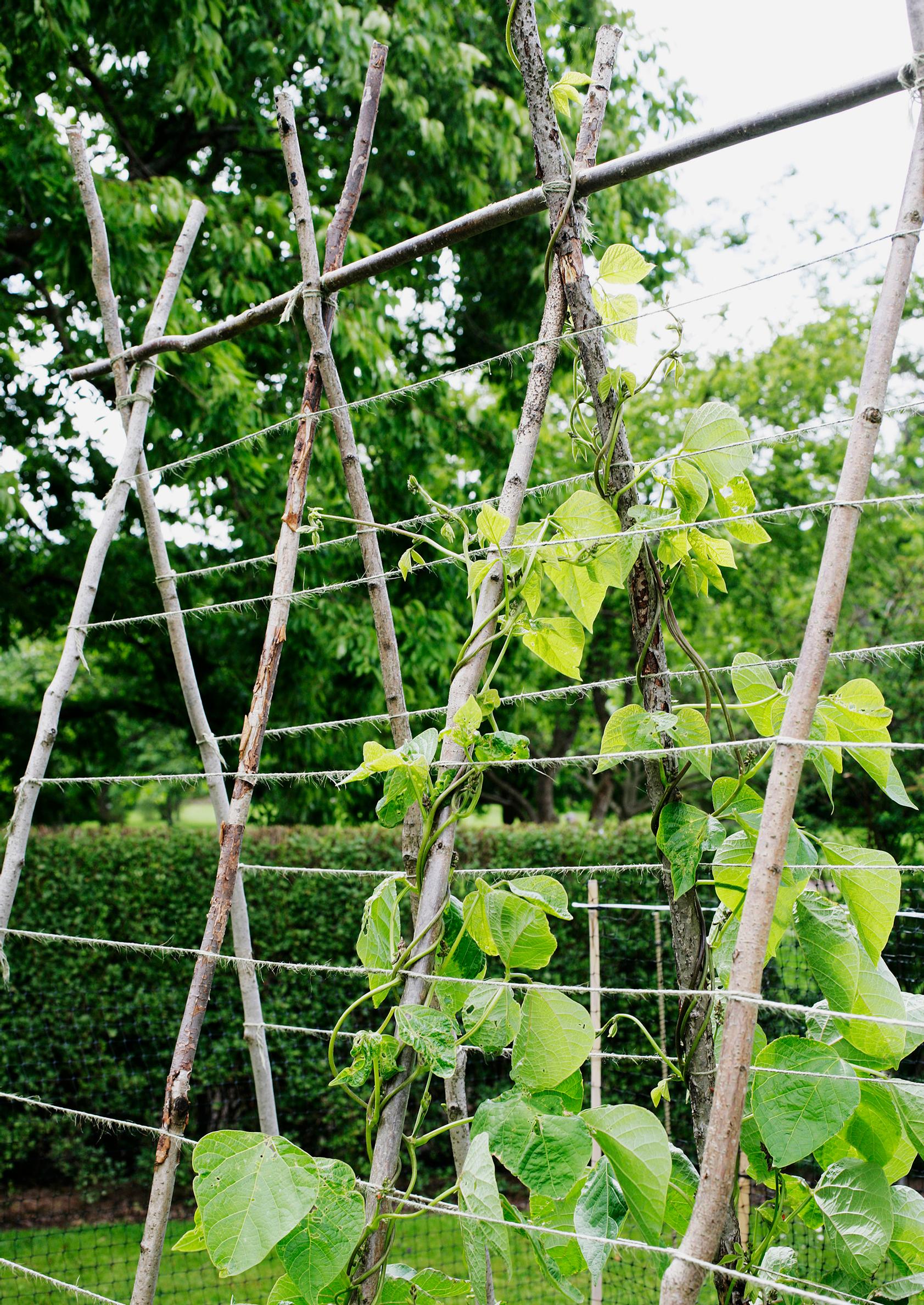 Support for climbing plants