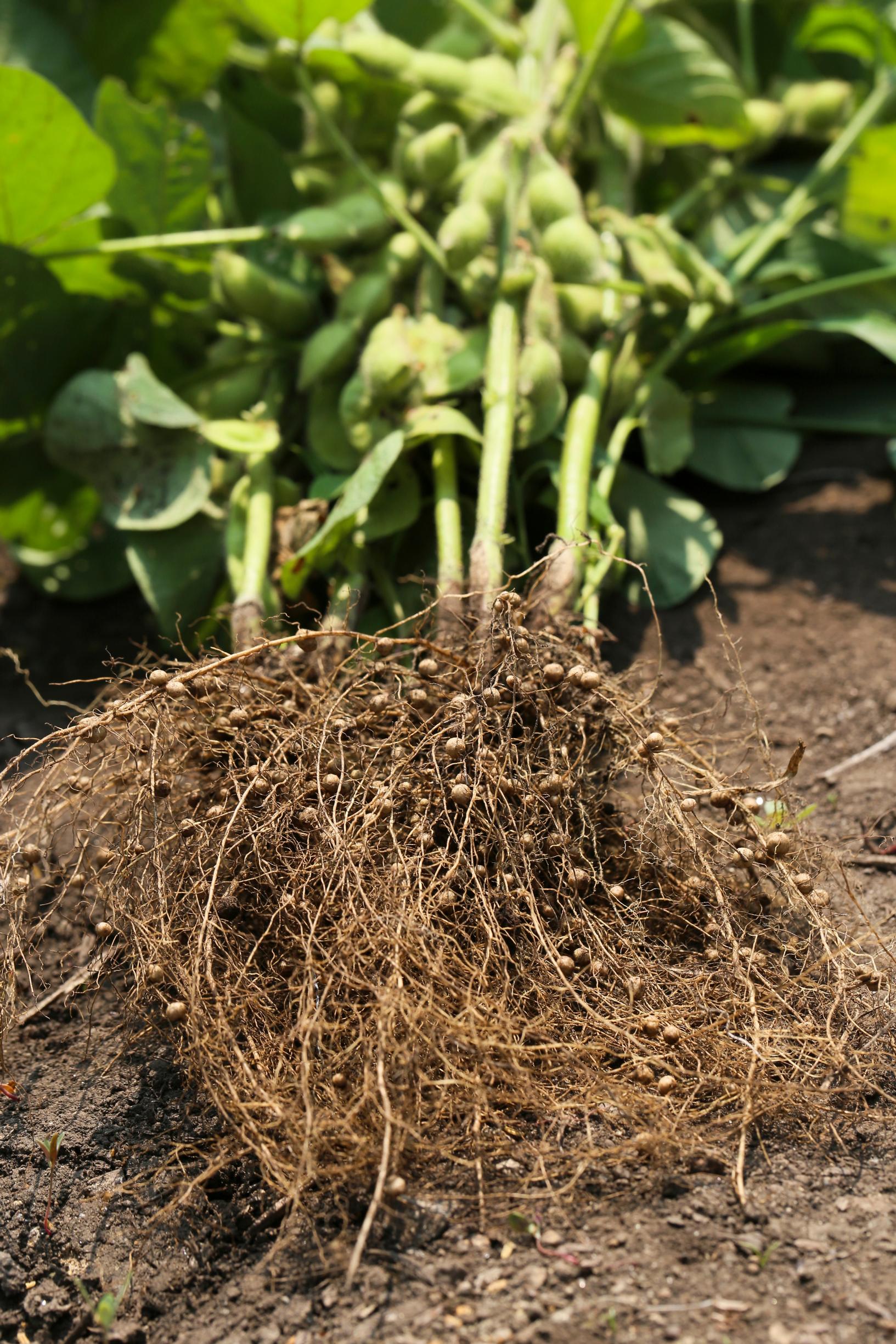 A bean plant with roots in a vegetable garden.