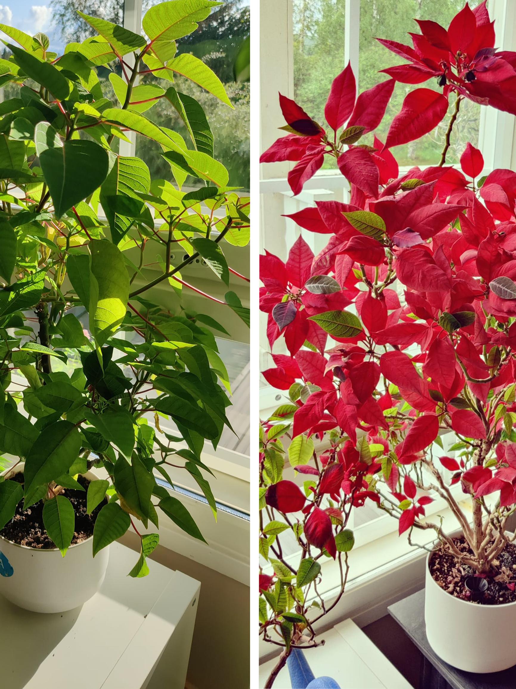 Not a Christmas flower, but a midsummer flower! Here’s how Nina keeps her poinsettias “blooming” wildly even in summer