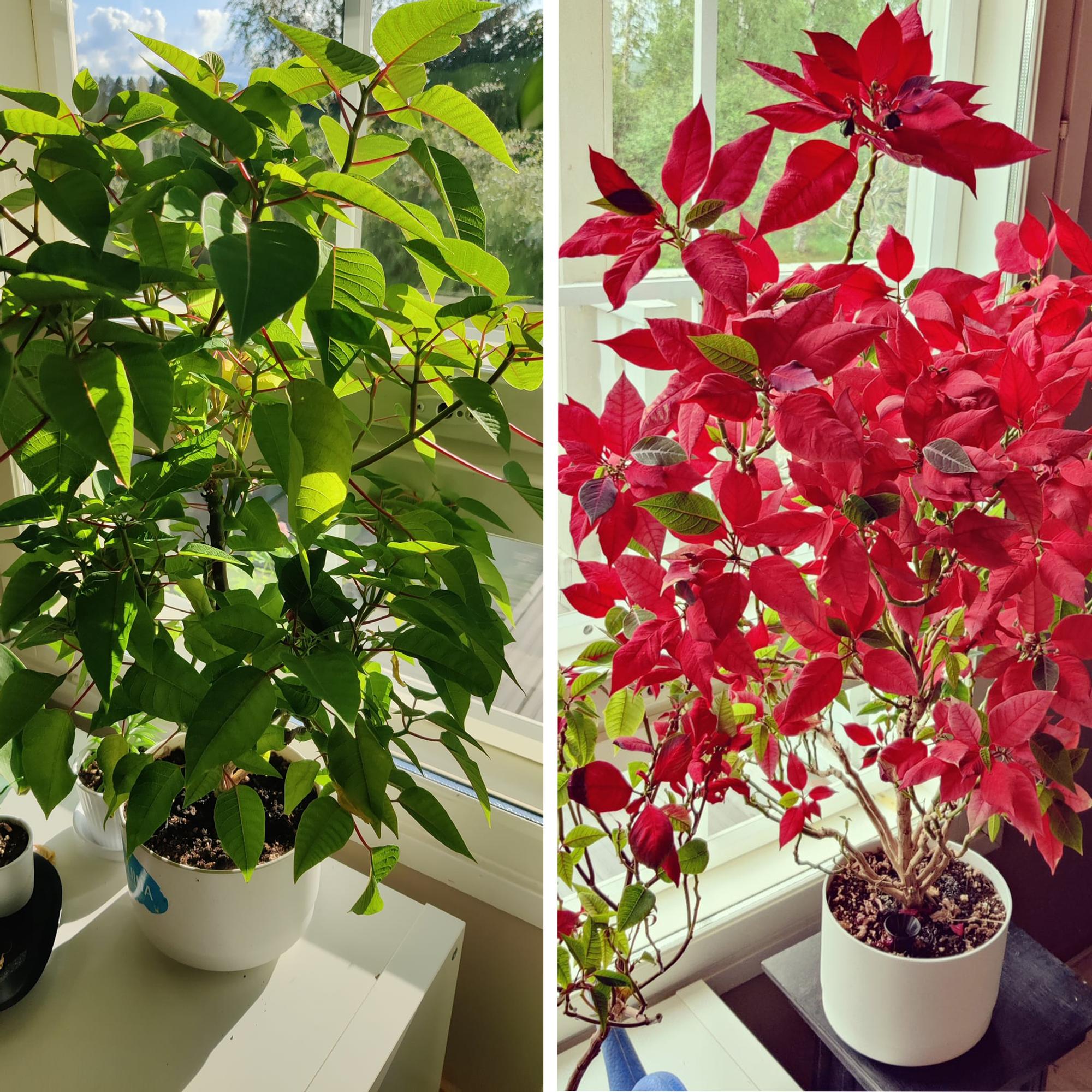 Not a Christmas flower, but a midsummer flower! Here’s how Nina keeps her poinsettias “blooming” wildly even in summer