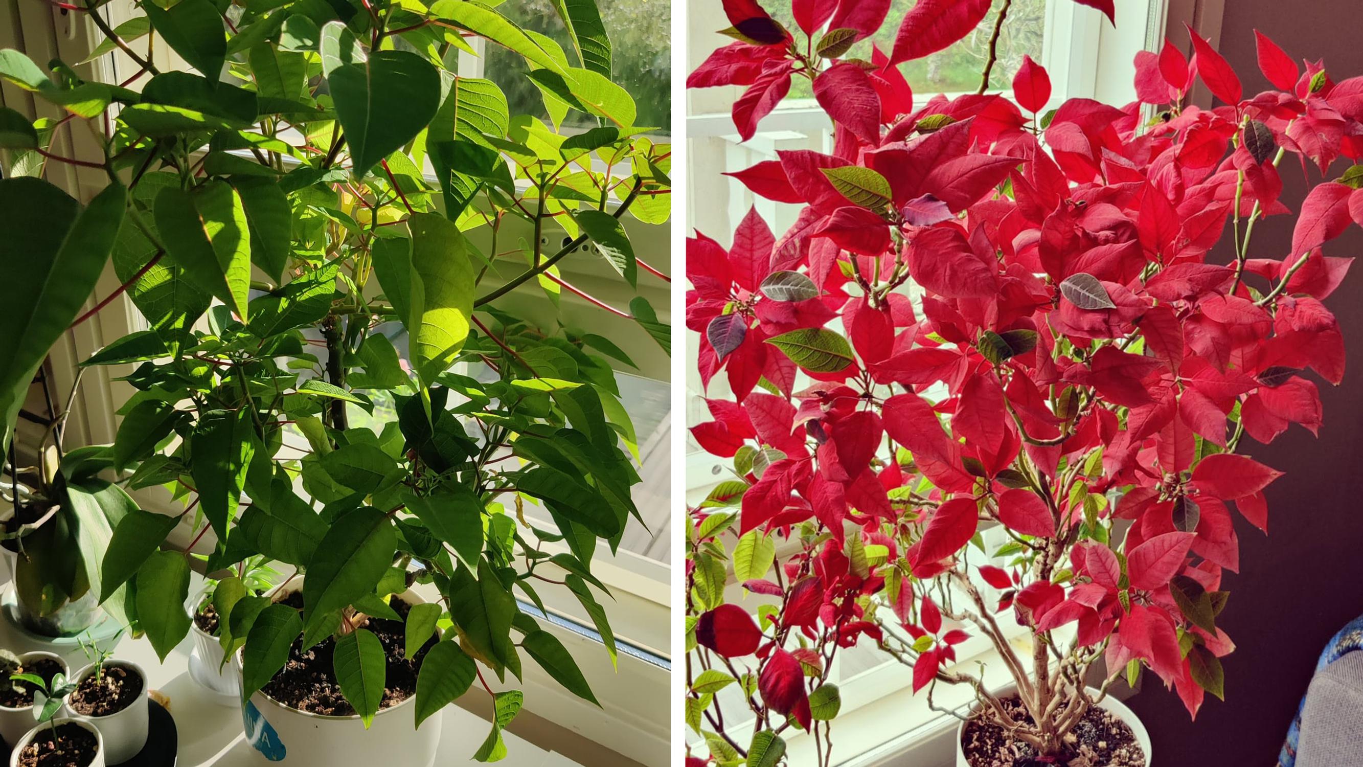 Not a Christmas flower, but a midsummer flower! Here’s how Nina keeps her poinsettias “blooming” wildly even in summer