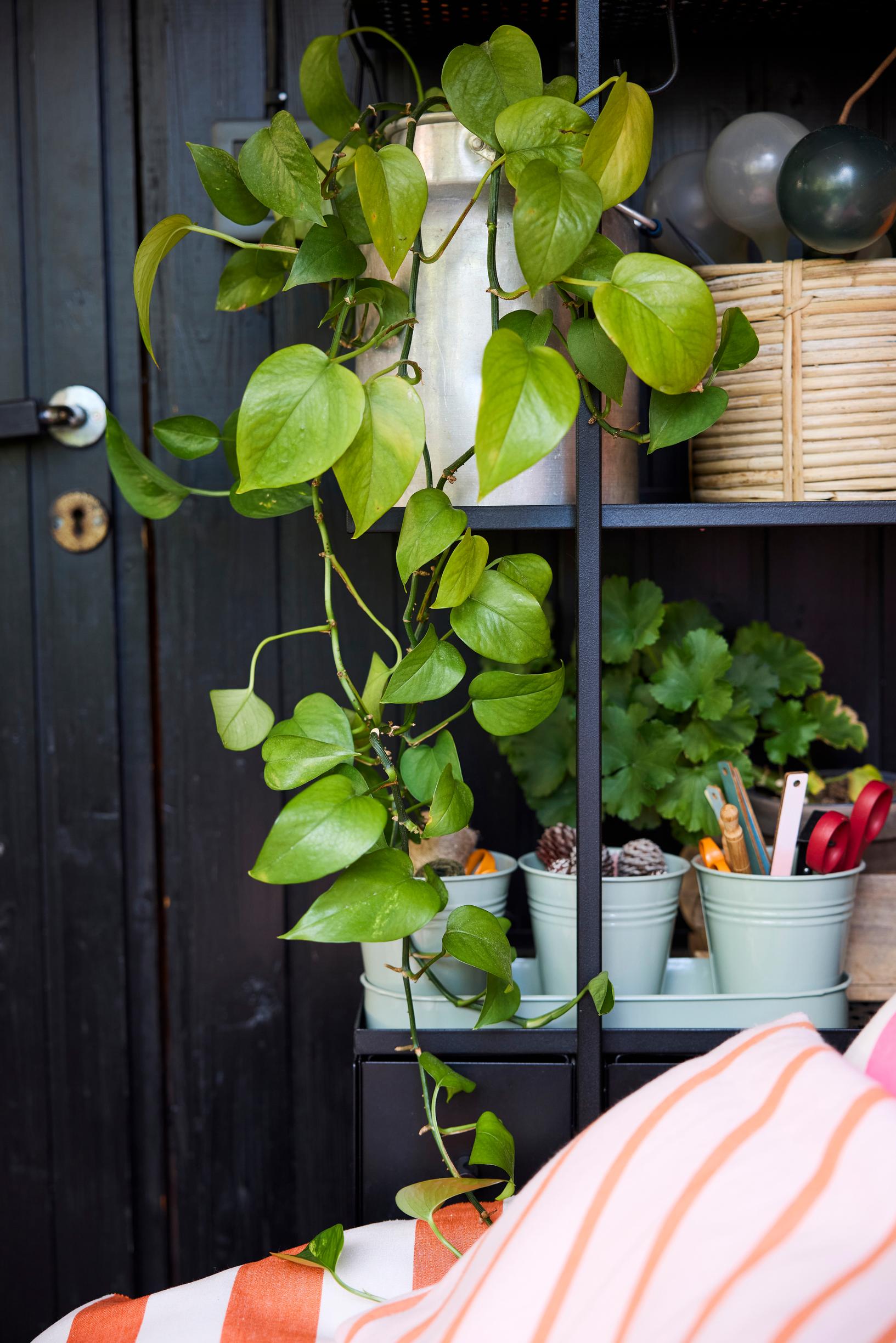 Pothos