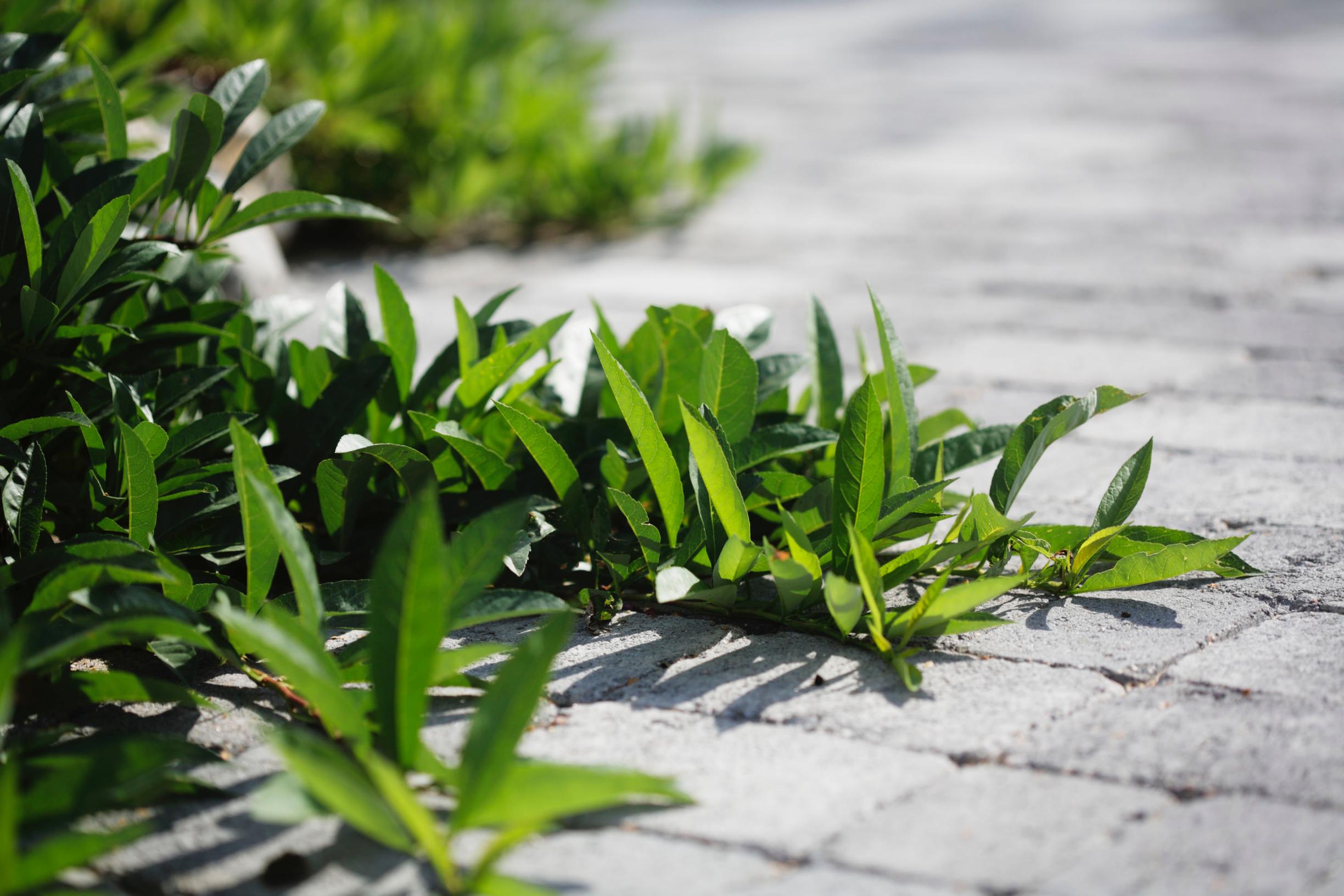 ground cover plants